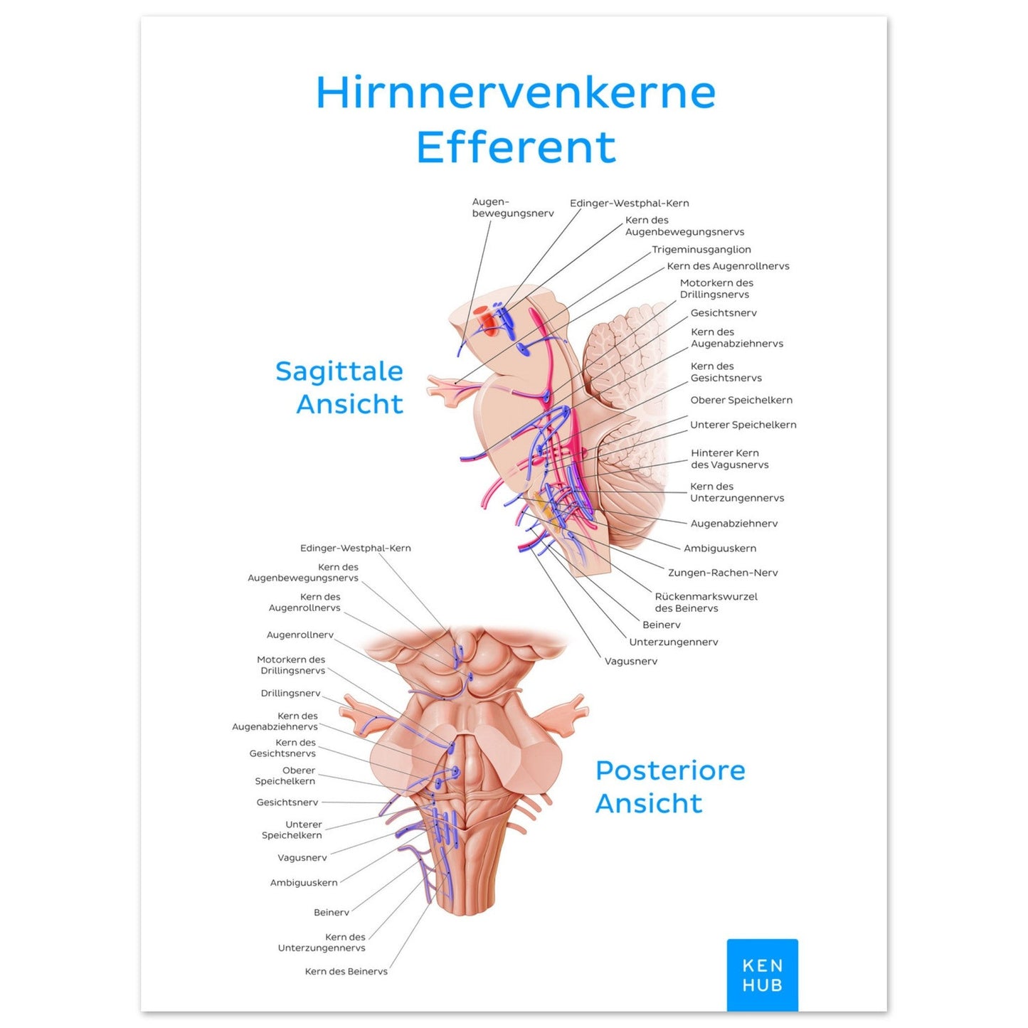 Hirnnerven Efferent (Deutsch) #poster# by ARTEXPRESSO