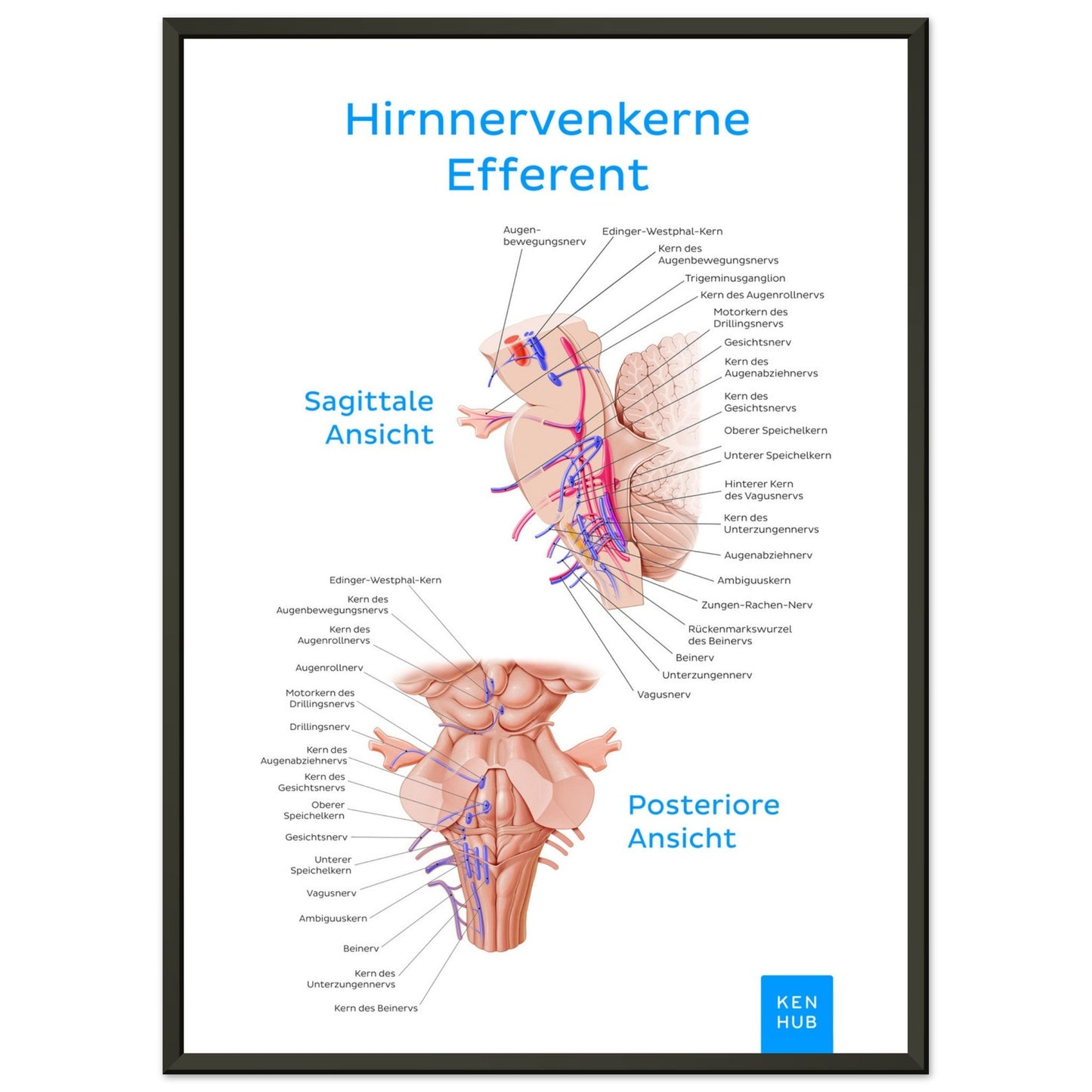 Hirnnerven Efferent (Deutsch) #poster# by ARTEXPRESSO