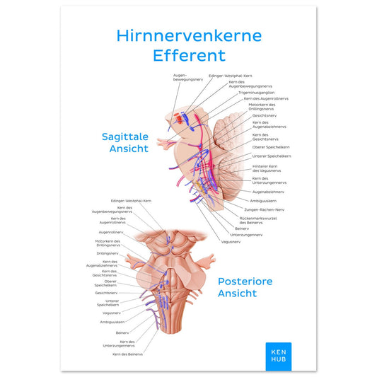 Hirnnerven Efferent (Deutsch) #poster# by ARTEXPRESSO