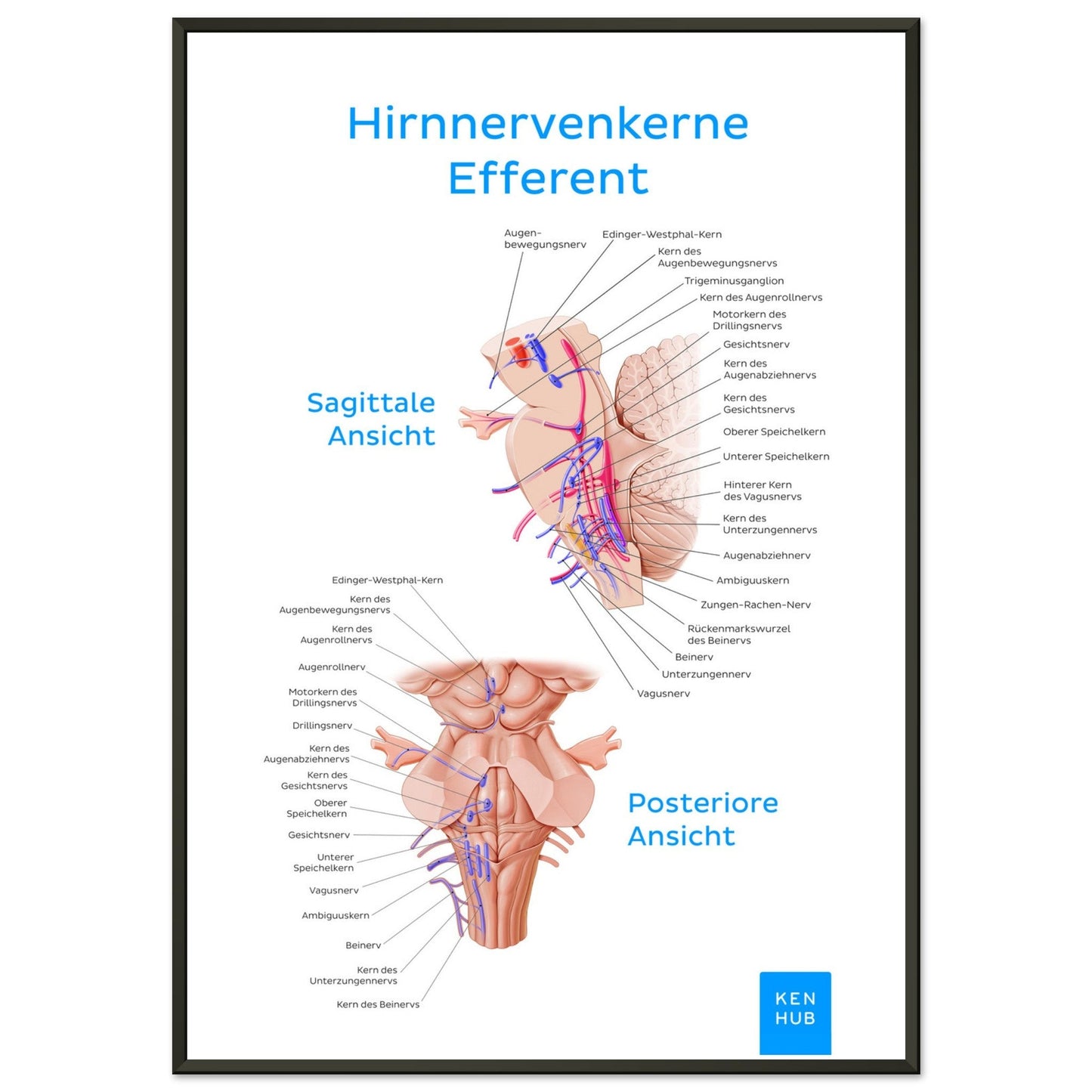 Hirnnerven Efferent (Deutsch) #poster# by ARTEXPRESSO