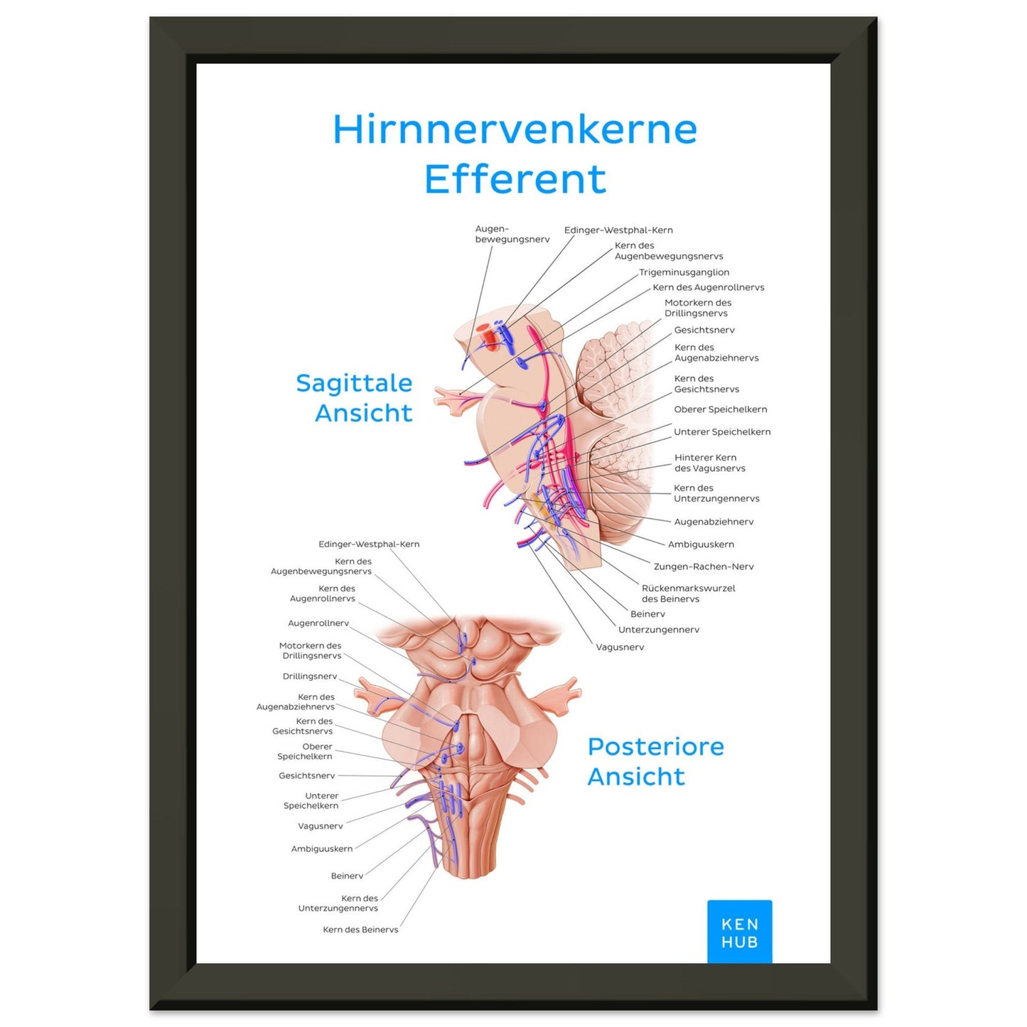 Hirnnerven Efferent (Deutsch) #poster# by ARTEXPRESSO