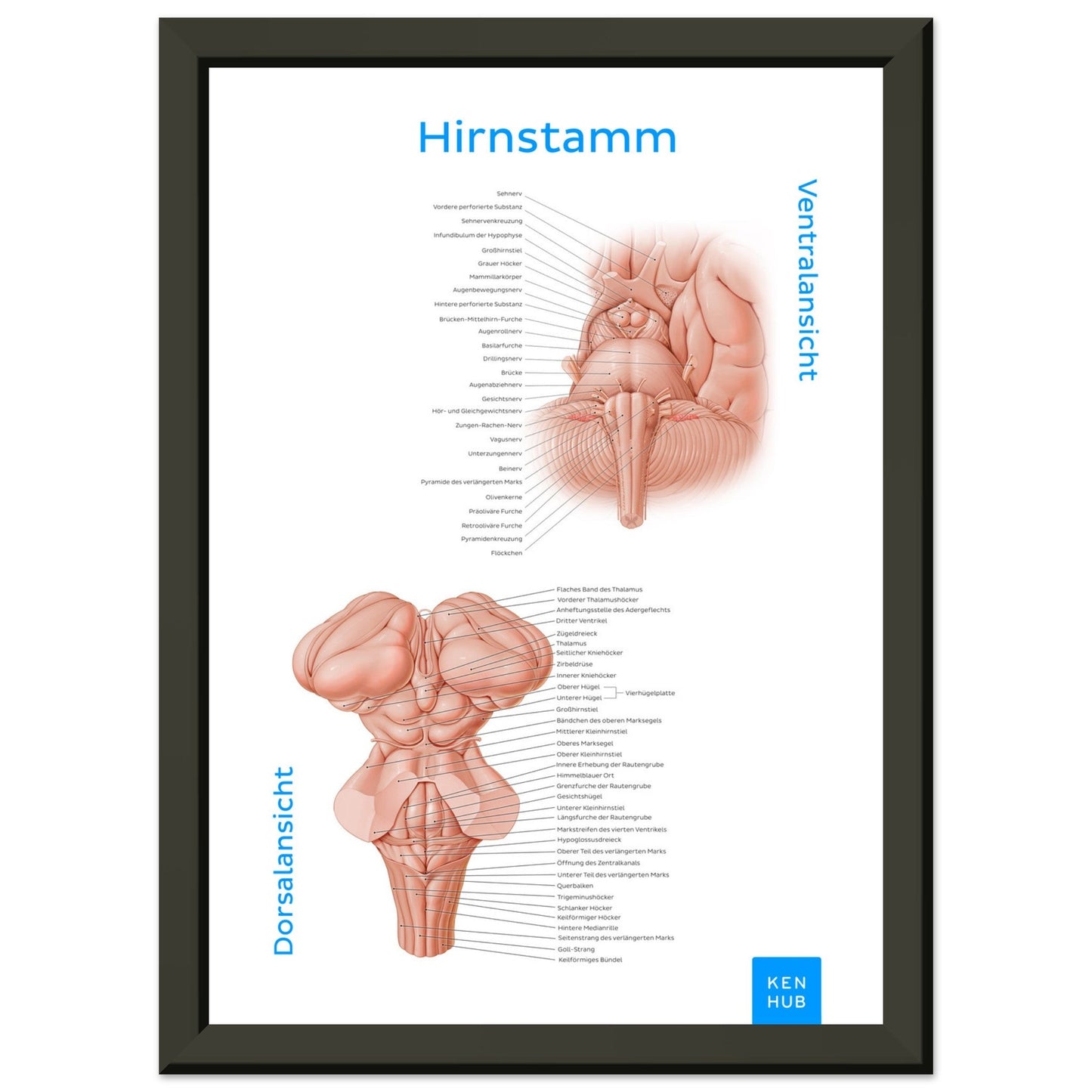 Hirnstamm (Deutsch) #poster# by ARTEXPRESSO