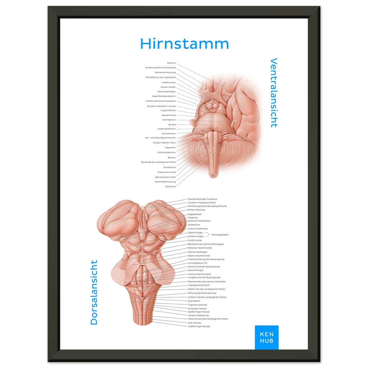 Hirnstamm (Deutsch) #poster# by ARTEXPRESSO