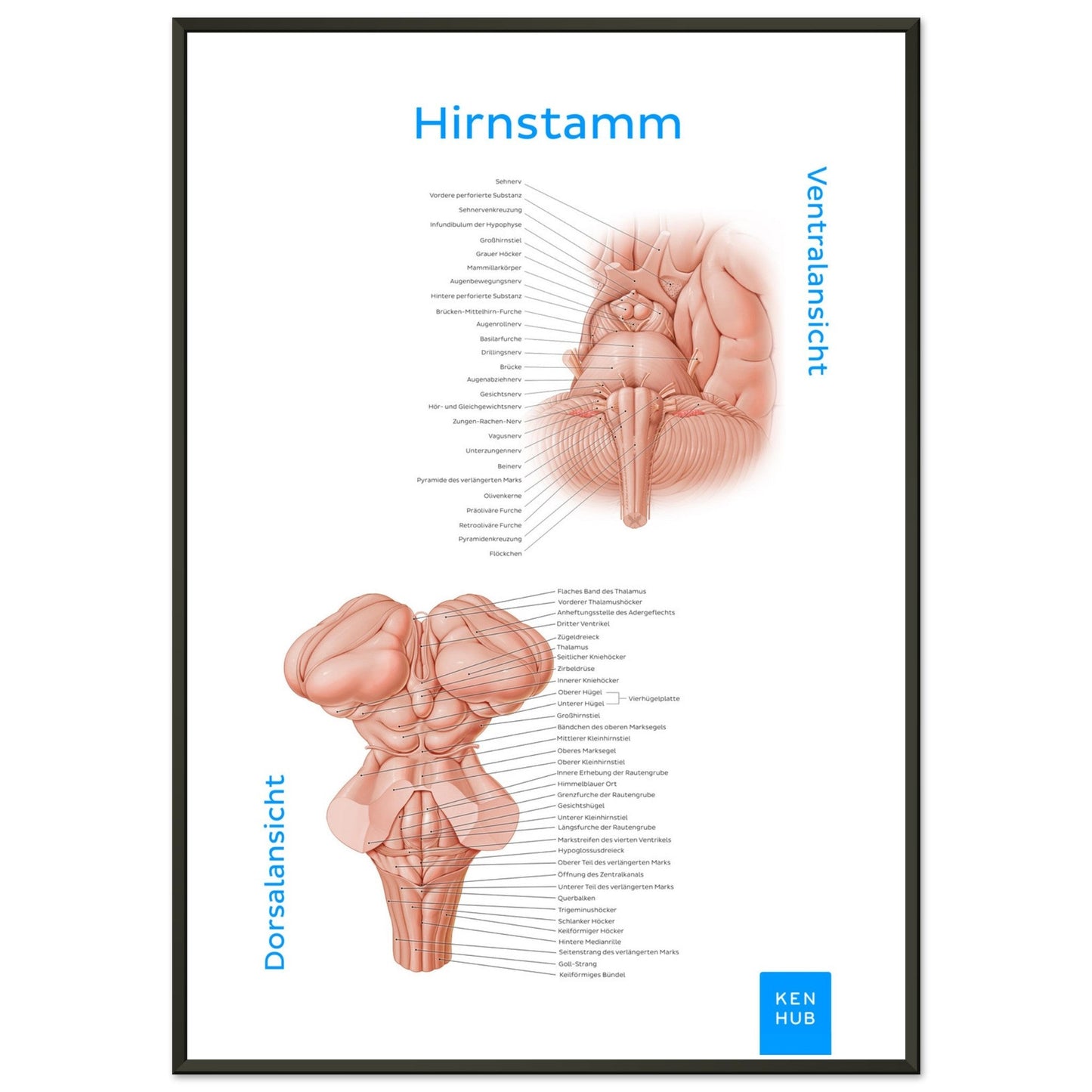 Hirnstamm (Deutsch) #poster# by ARTEXPRESSO