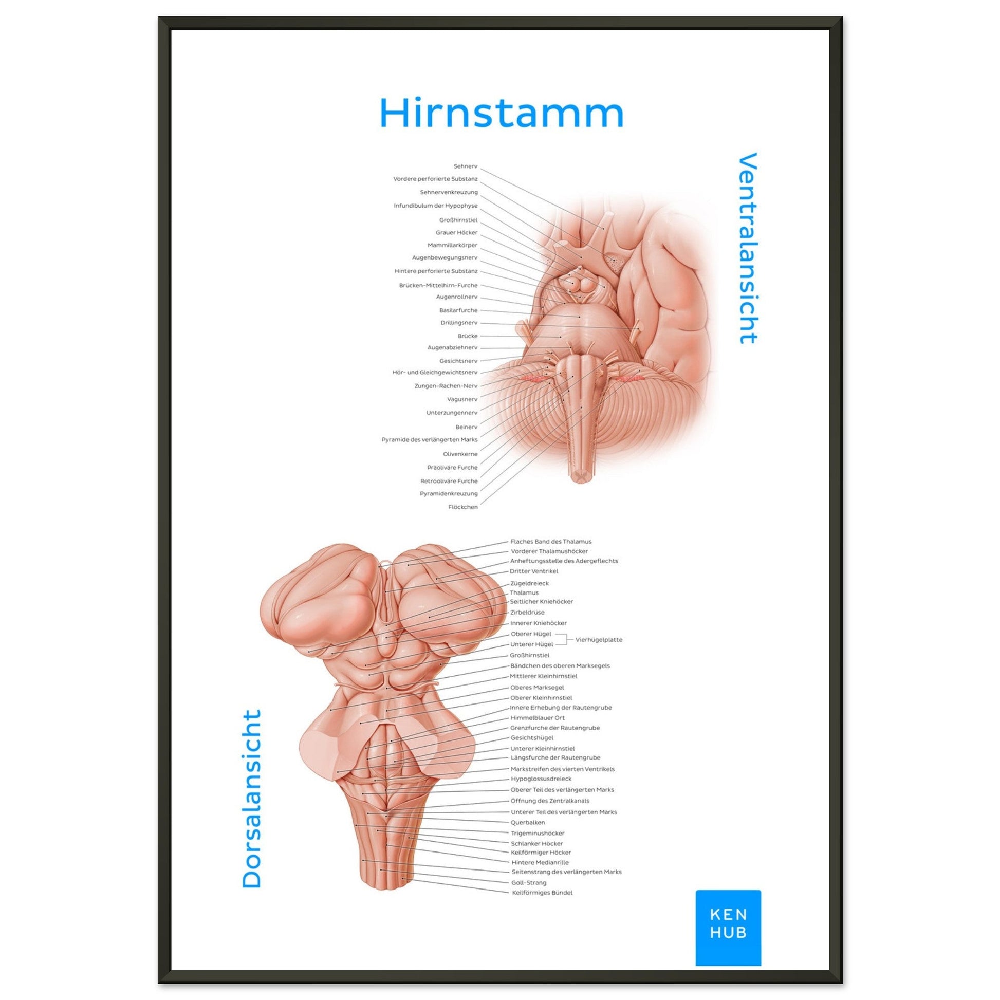 Hirnstamm (Deutsch) #poster# by ARTEXPRESSO