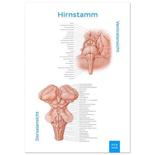 Hirnstamm (Deutsch) #poster# by ARTEXPRESSO