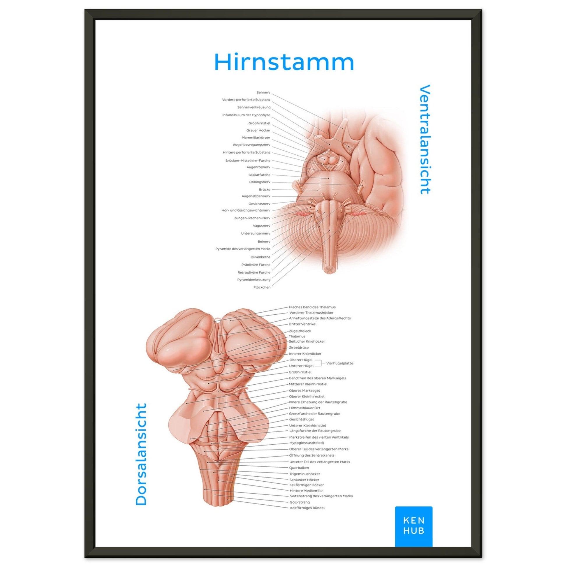 Hirnstamm (Deutsch) #poster# by ARTEXPRESSO