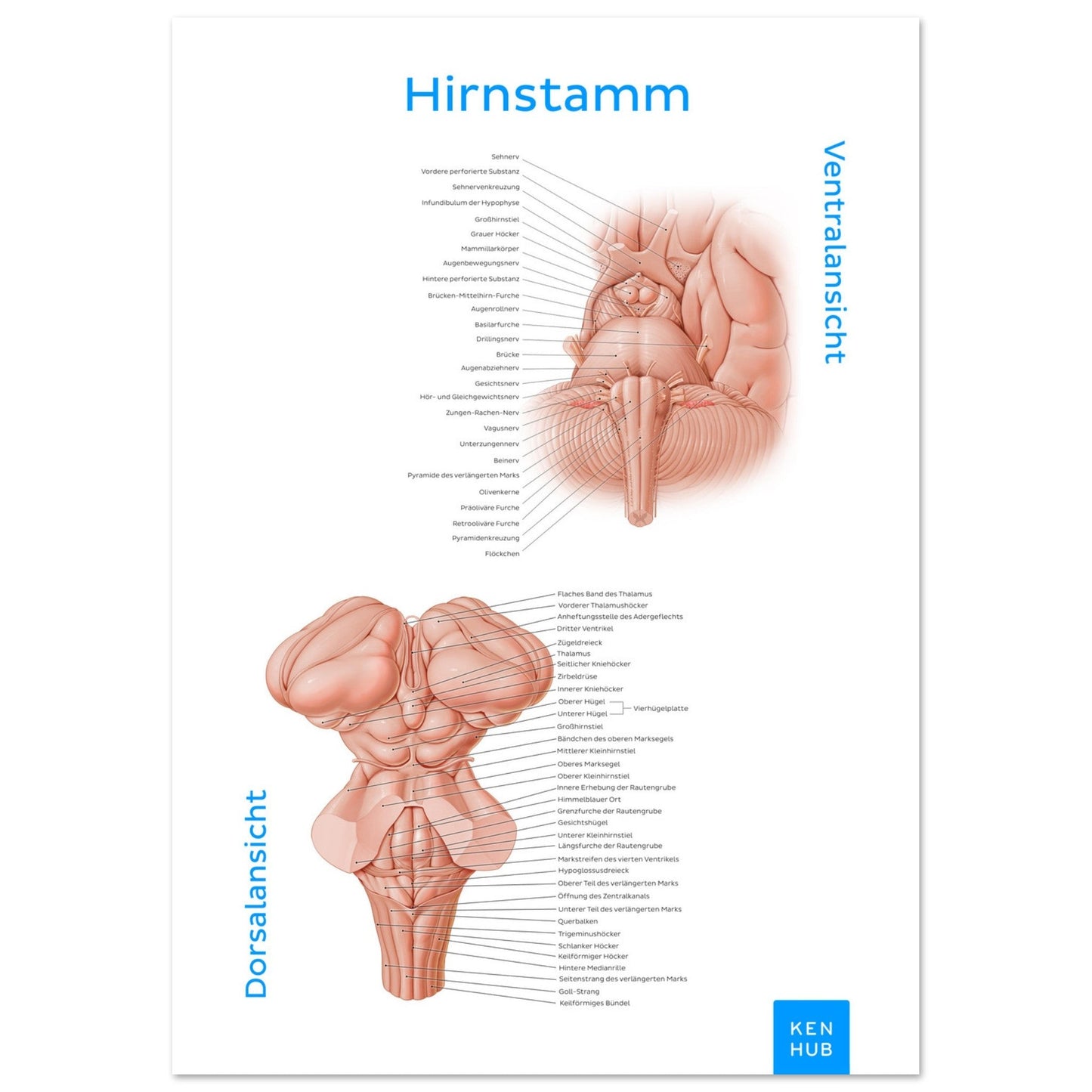 Hirnstamm (Deutsch) #poster# by ARTEXPRESSO