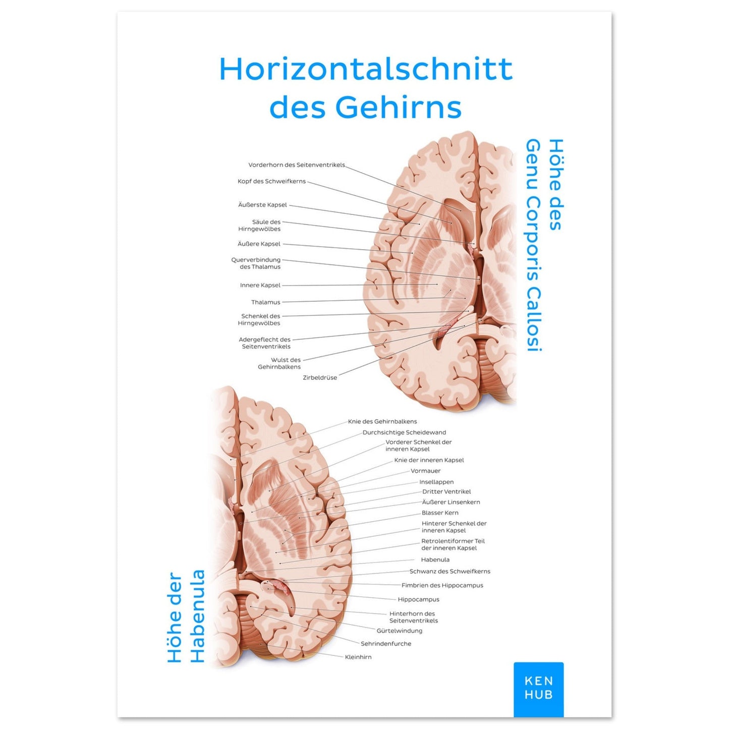 Horizontalschnitt des Gehirns (Deutsch) #poster# by ARTEXPRESSO