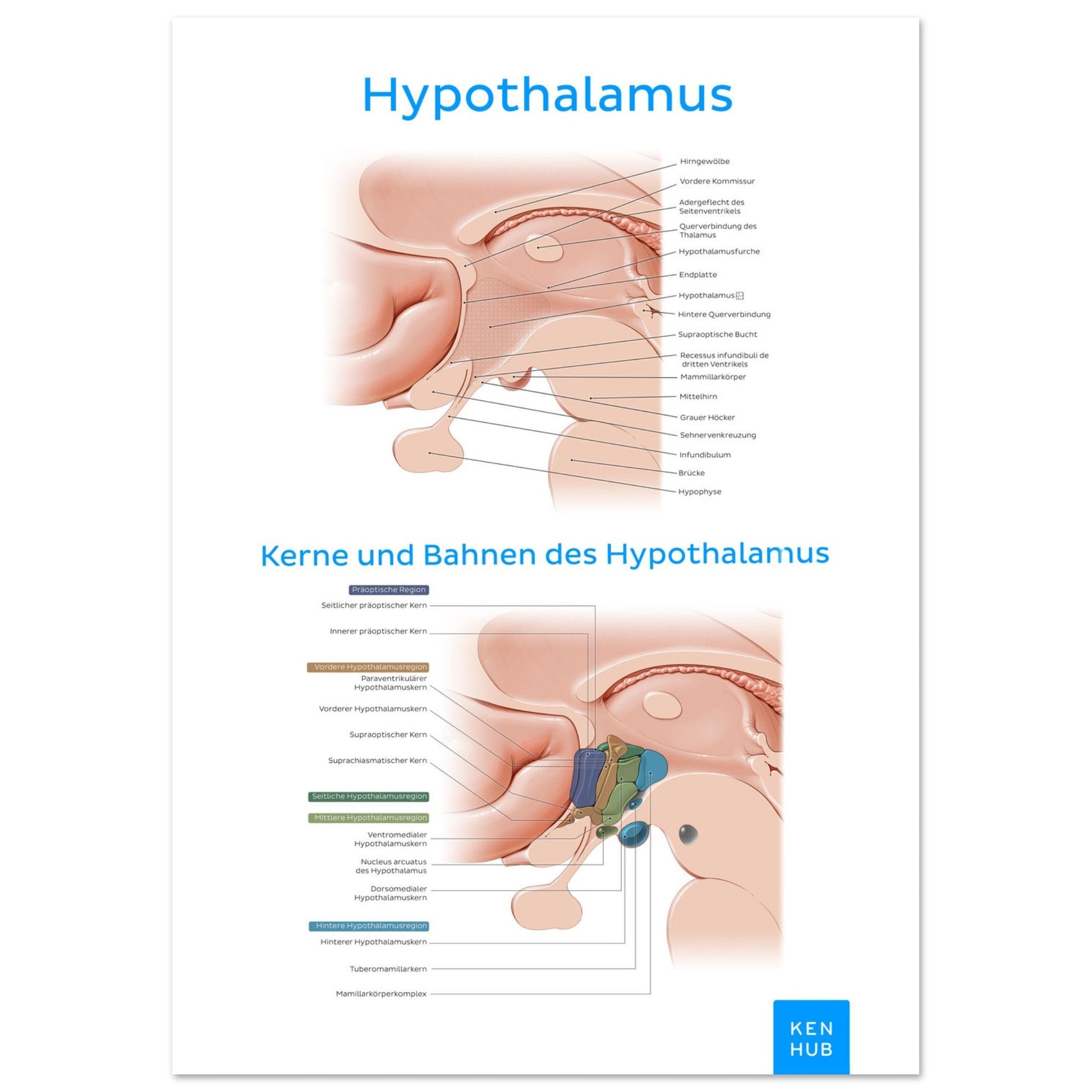 Hypothalamus (Deutsch) #poster# by ARTEXPRESSO