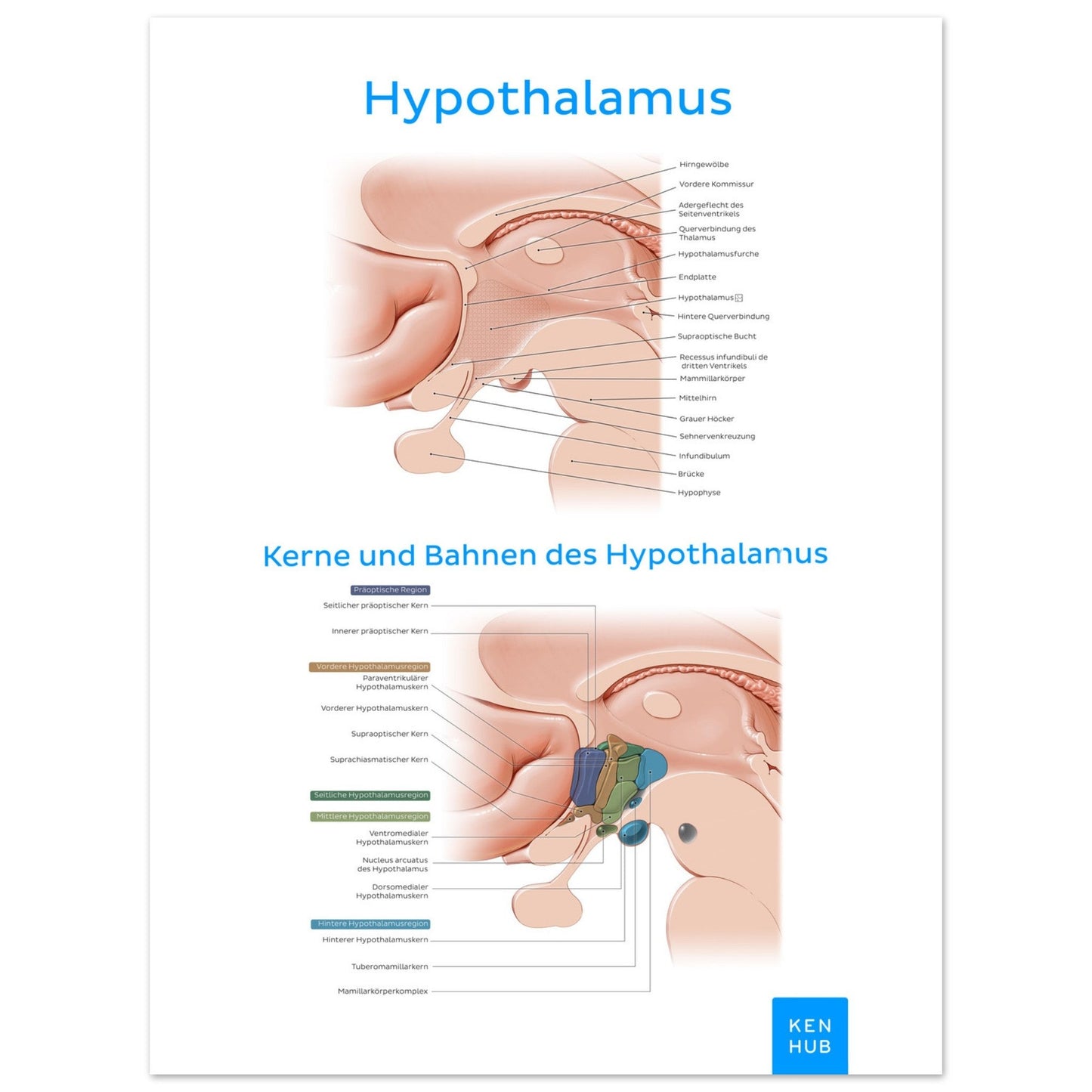 Hypothalamus (Deutsch) #poster# by ARTEXPRESSO