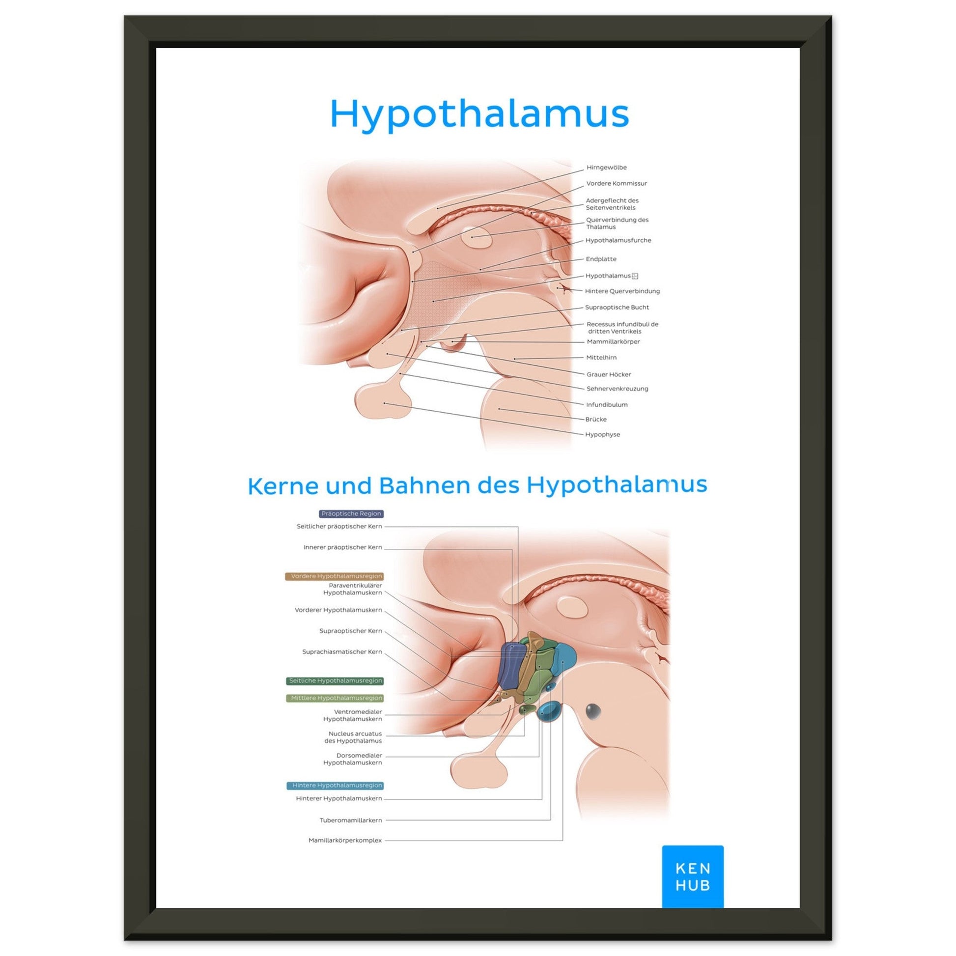 Hypothalamus (Deutsch) #poster# by ARTEXPRESSO