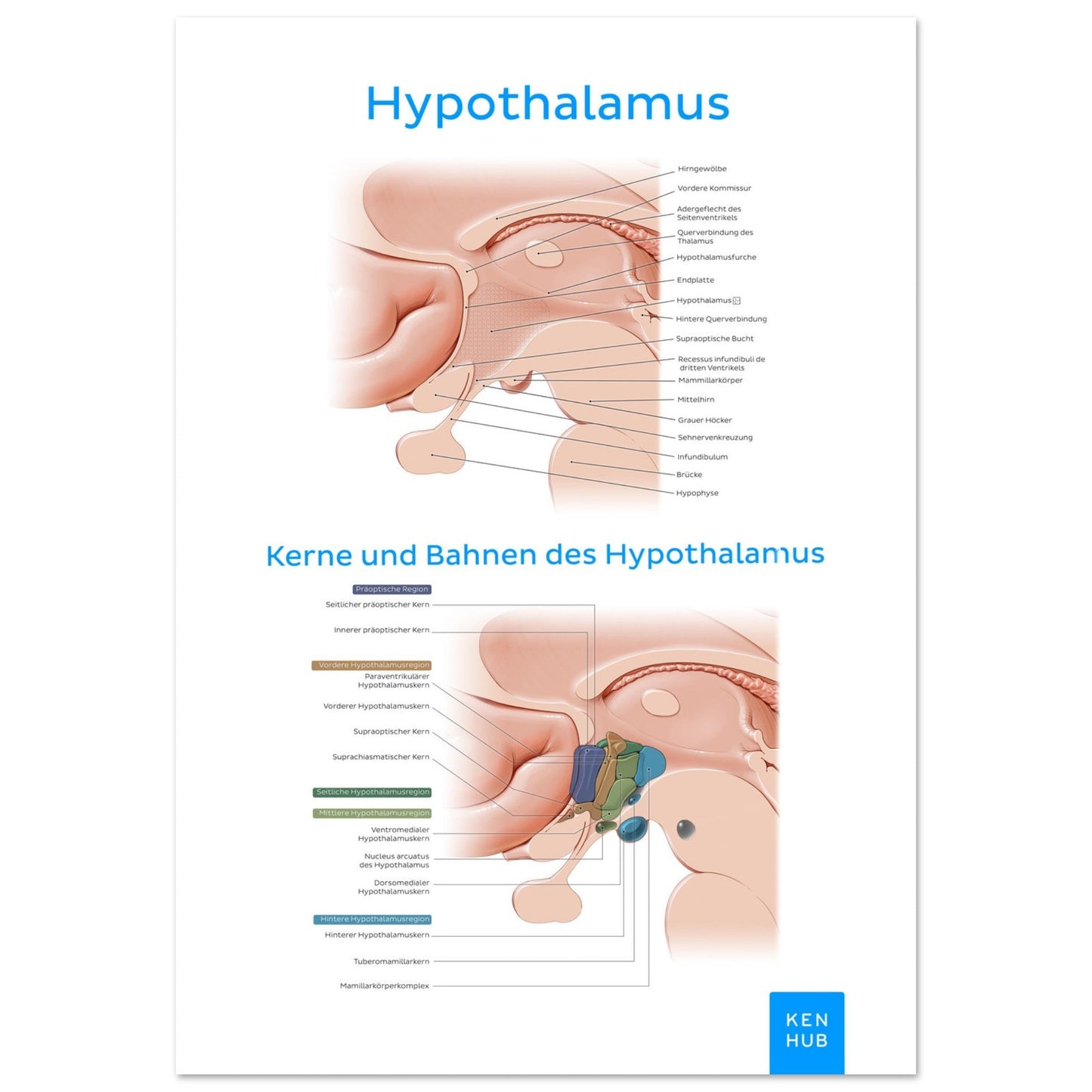 Hypothalamus (Deutsch) #poster# by ARTEXPRESSO