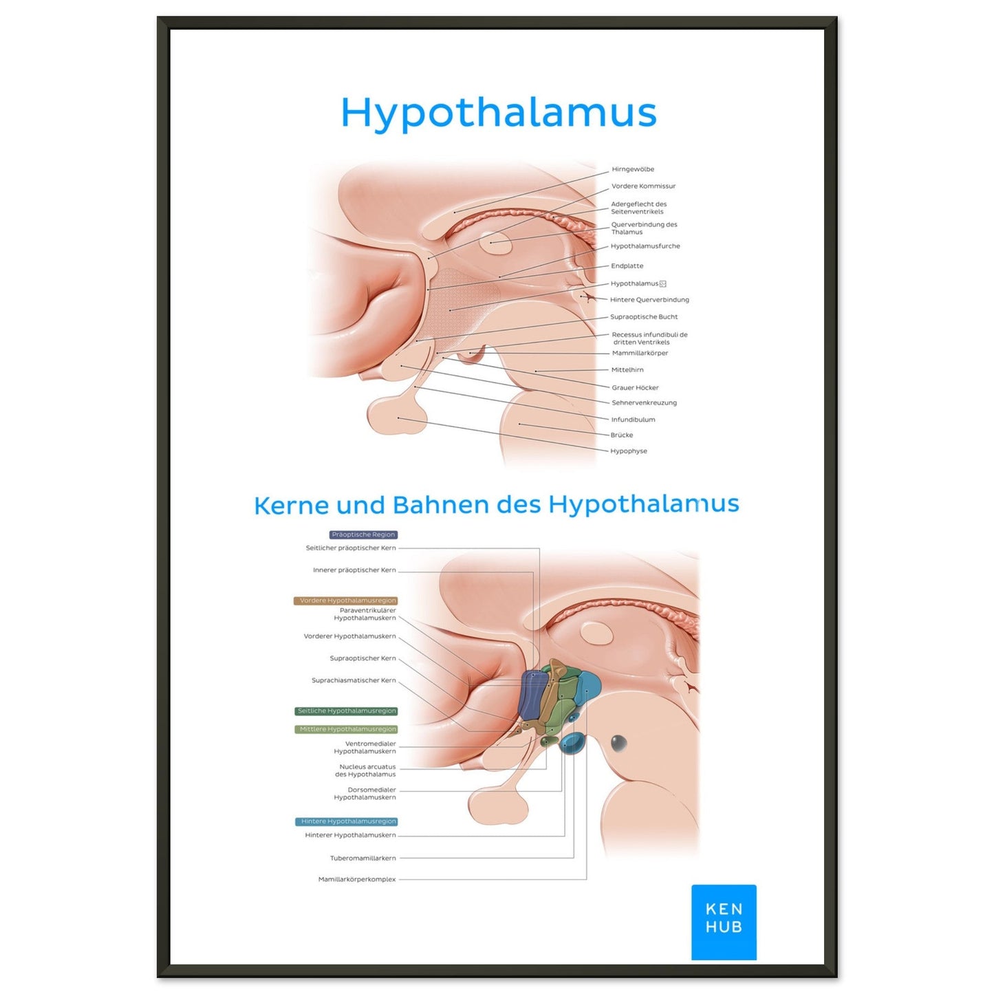 Hypothalamus (Deutsch) #poster# by ARTEXPRESSO