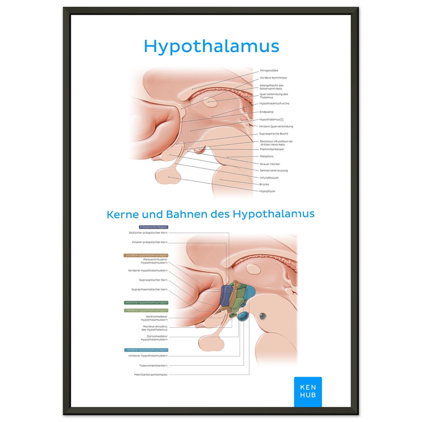 Hypothalamus (Deutsch) #poster# by ARTEXPRESSO