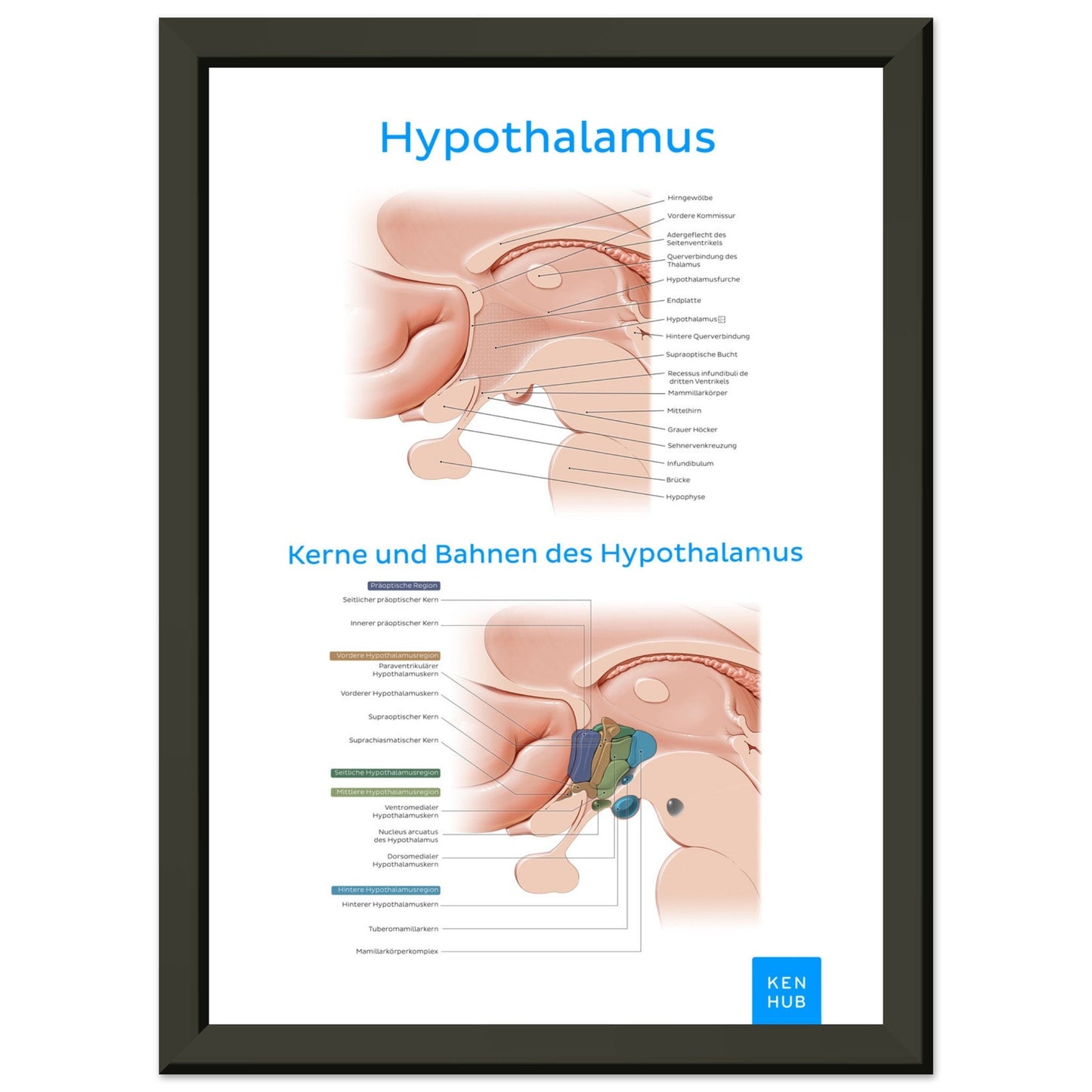 Hypothalamus (Deutsch) #poster# by ARTEXPRESSO