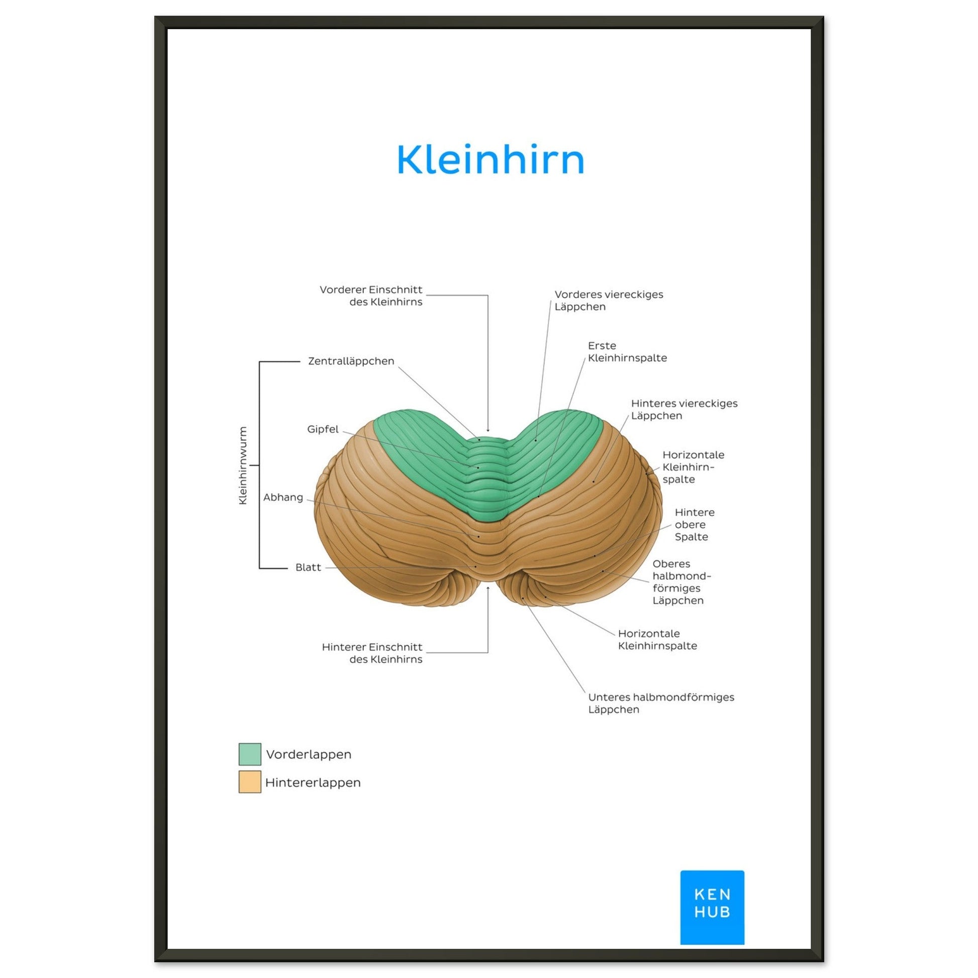 Kleinhirn (Deutsch) #poster# by ARTEXPRESSO