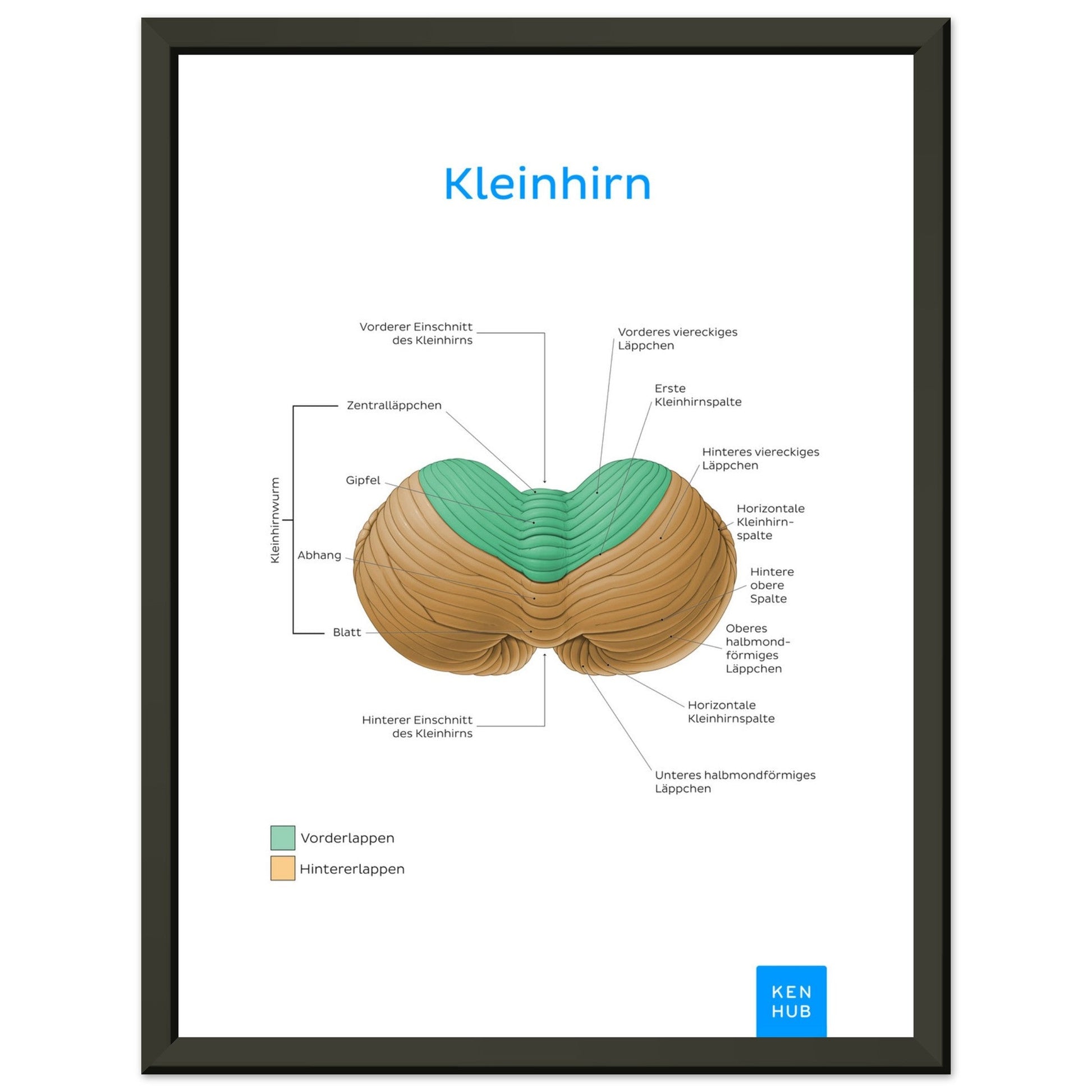 Kleinhirn (Deutsch) #poster# by ARTEXPRESSO