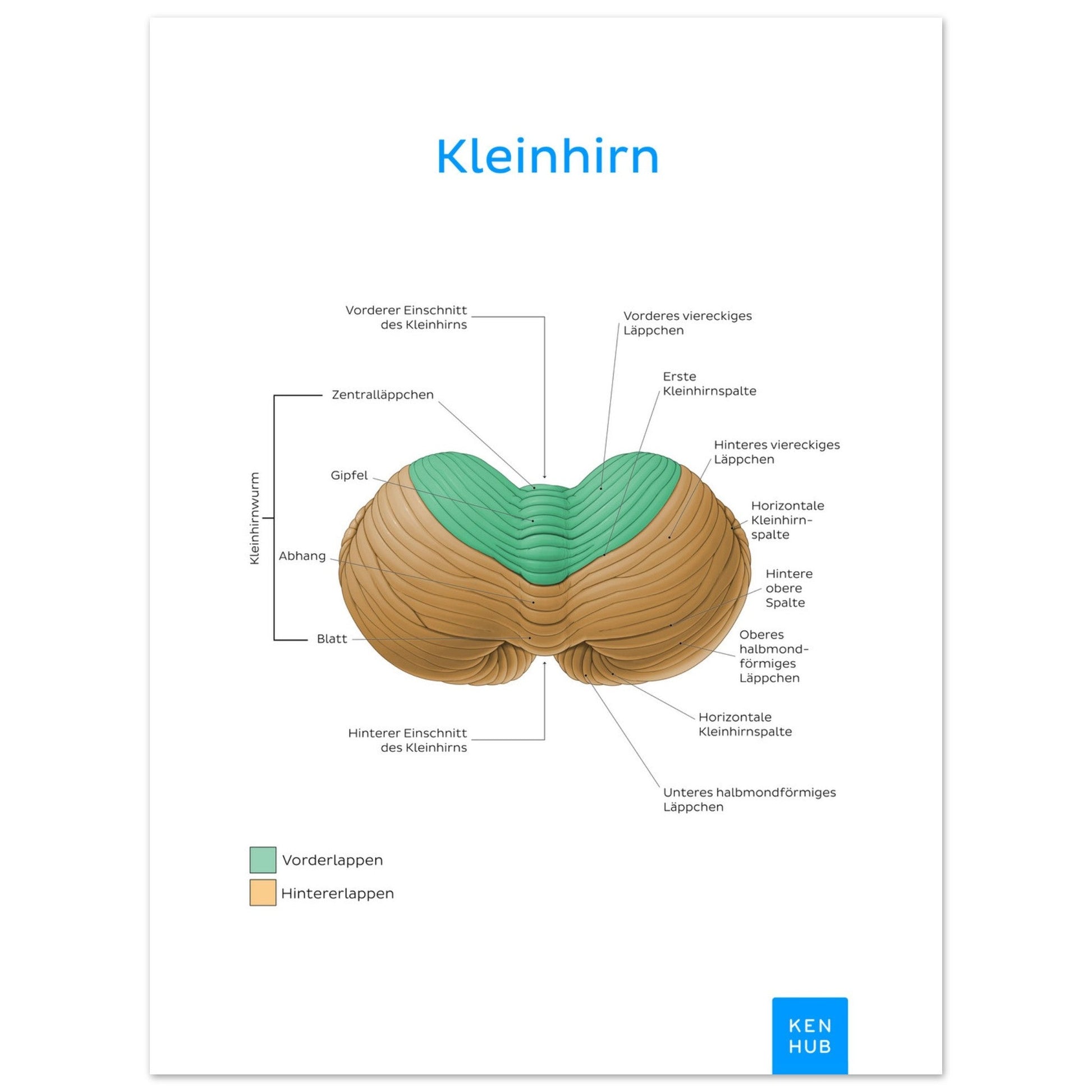 Kleinhirn (Deutsch) #poster# by ARTEXPRESSO