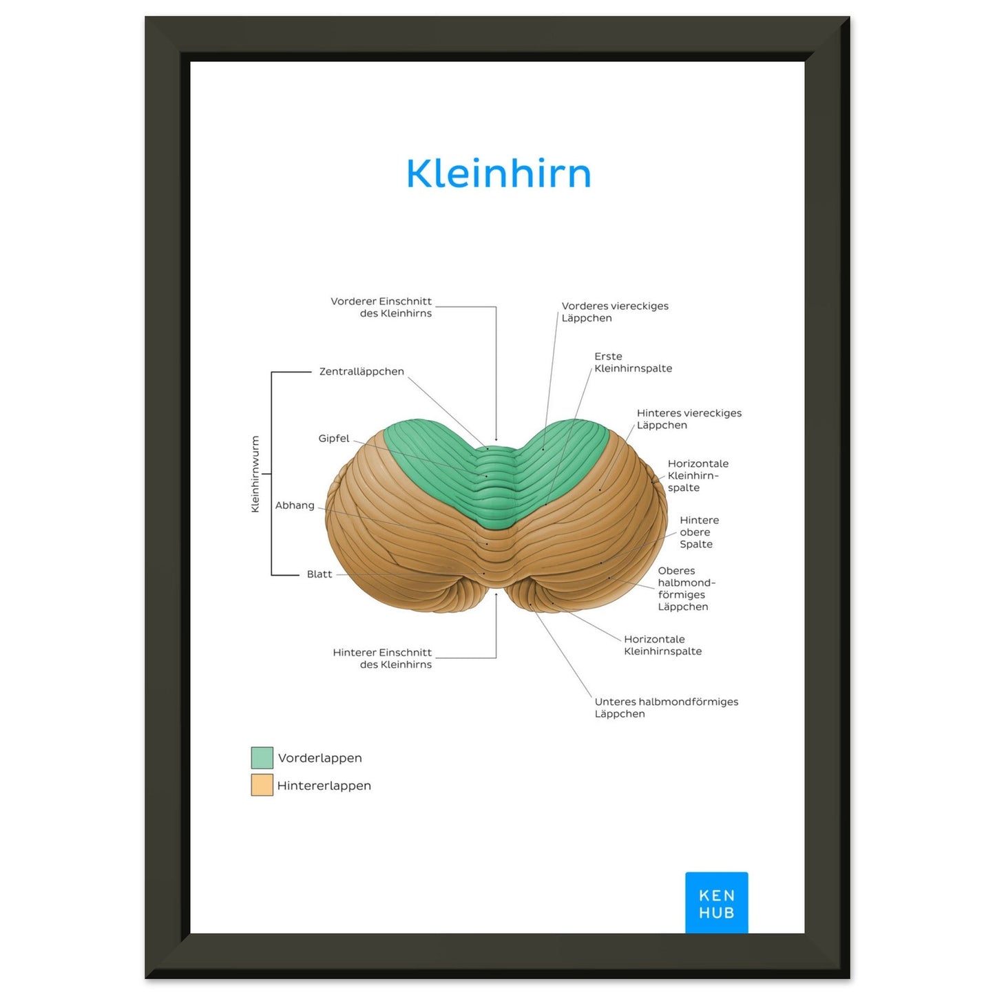 Kleinhirn (Deutsch) #poster# by ARTEXPRESSO