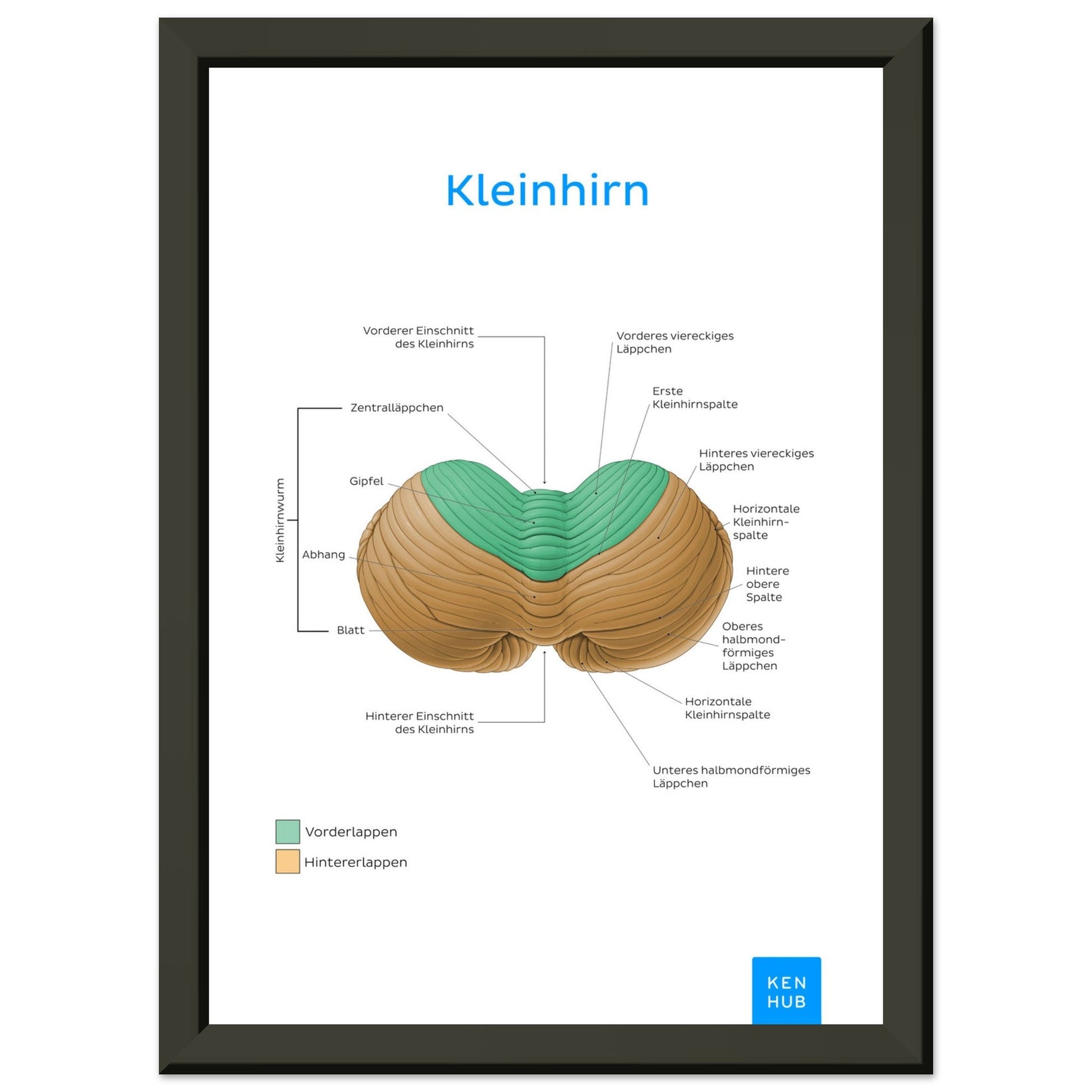 Kleinhirn (Deutsch) #poster# by ARTEXPRESSO