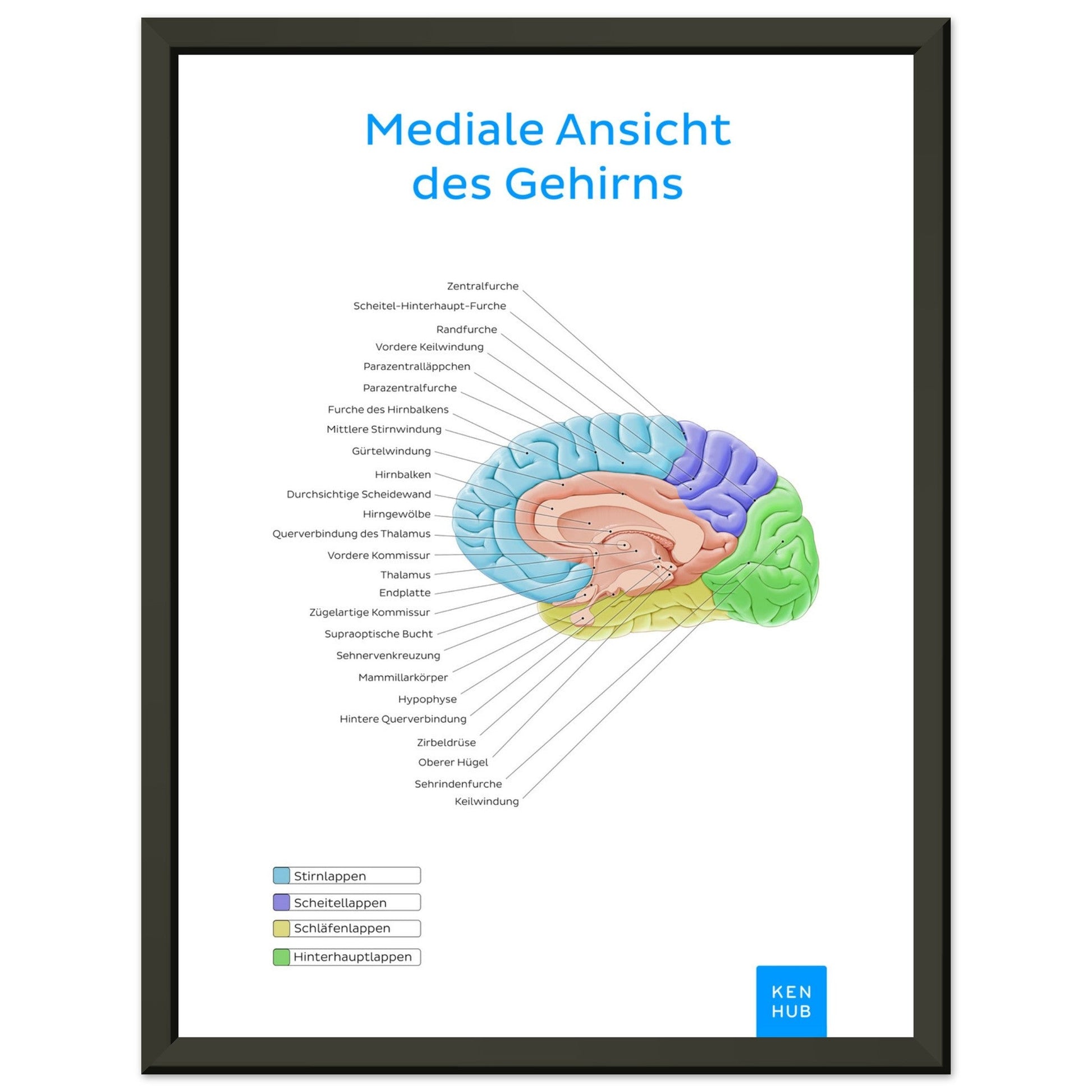 Mediale Ansicht des Gehirns (Deutsch) #poster# by ARTEXPRESSO