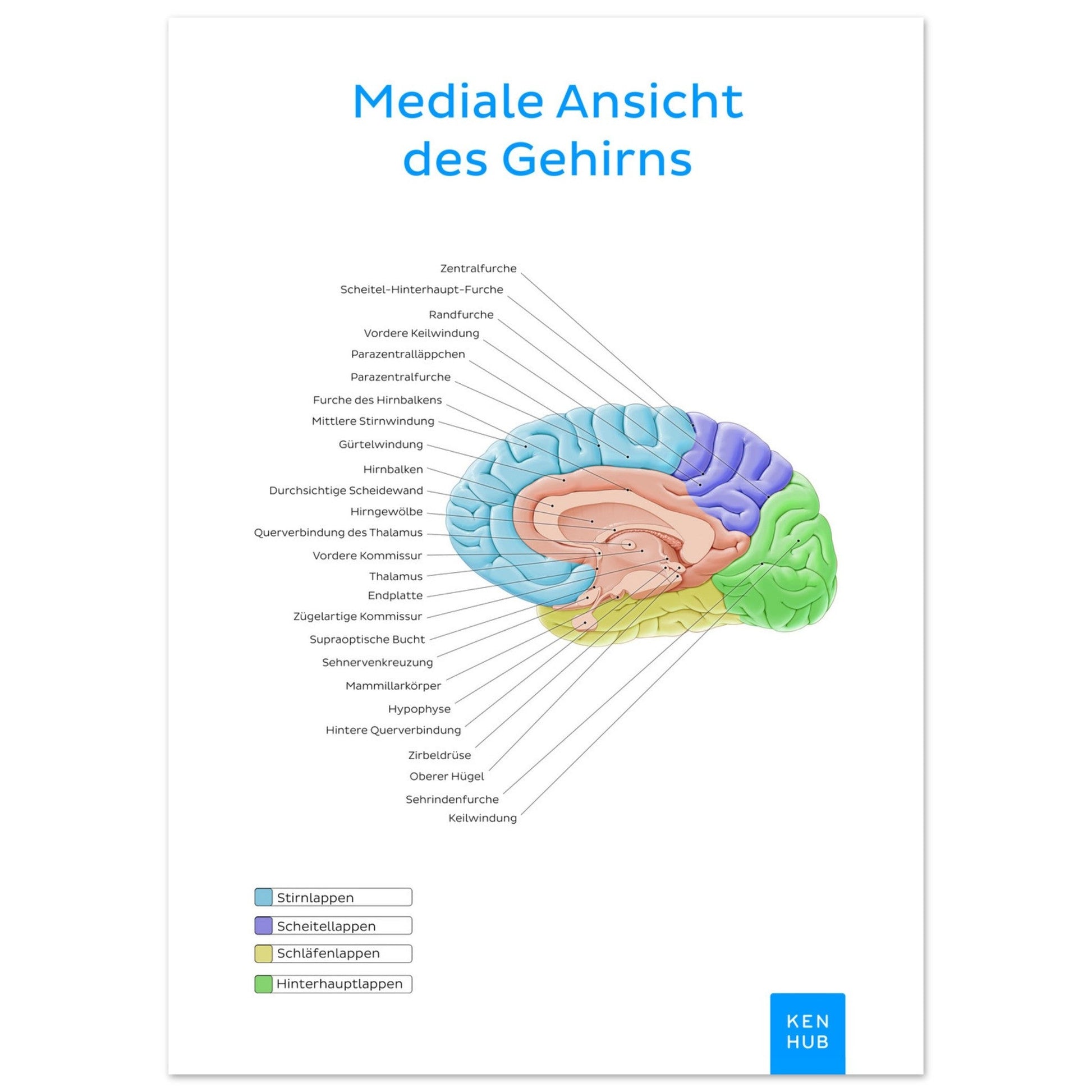 Mediale Ansicht des Gehirns (Deutsch) #poster# by ARTEXPRESSO