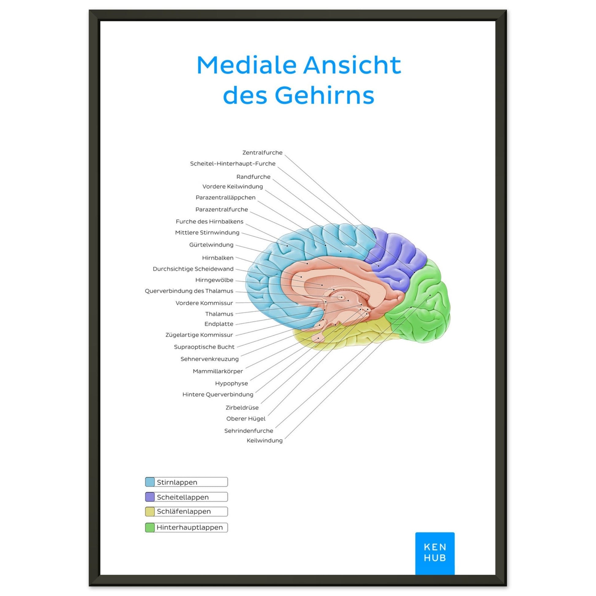 Mediale Ansicht des Gehirns (Deutsch) #poster# by ARTEXPRESSO