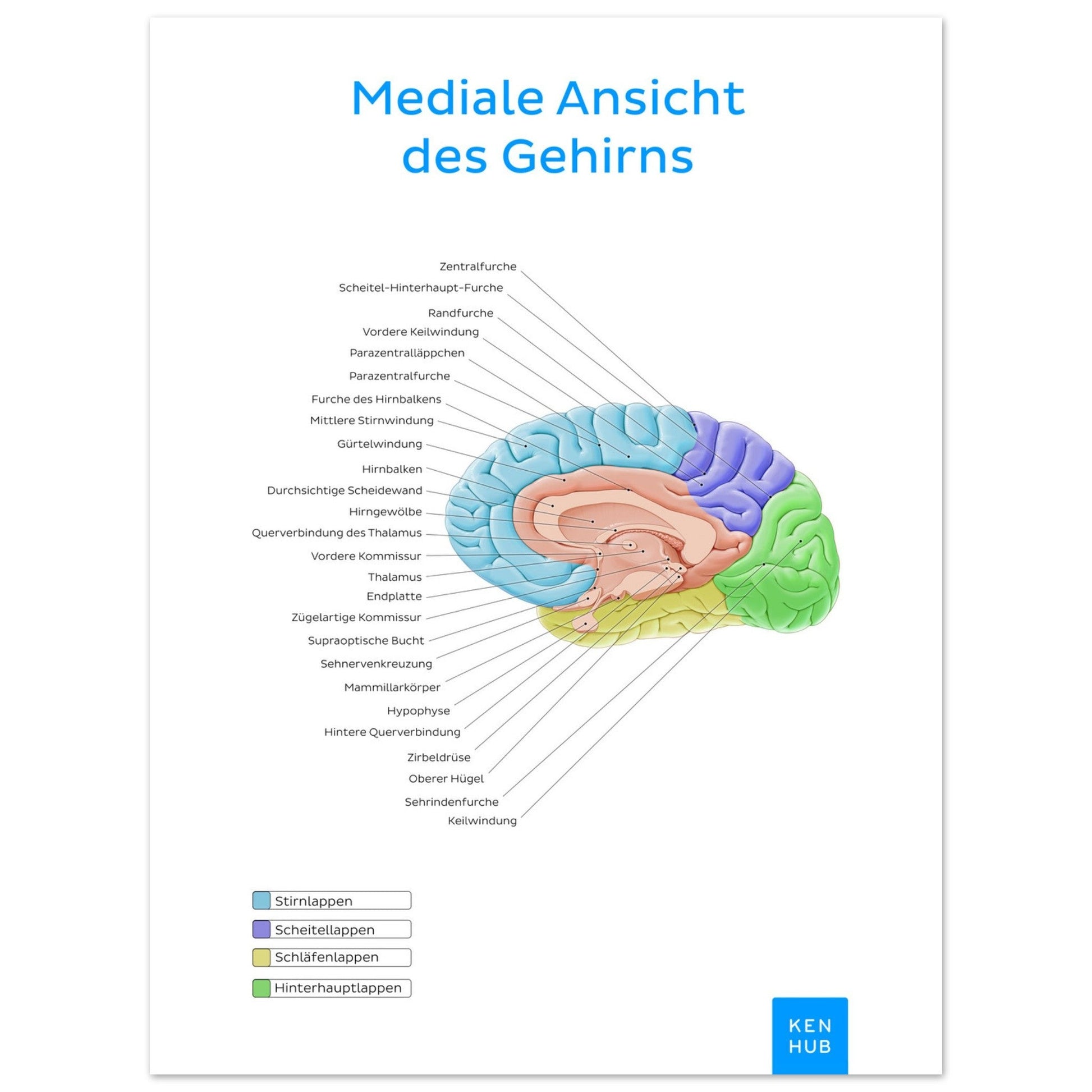 Mediale Ansicht des Gehirns (Deutsch) #poster# by ARTEXPRESSO