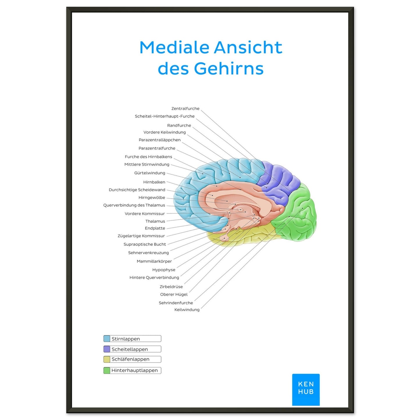 Mediale Ansicht des Gehirns (Deutsch) #poster# by ARTEXPRESSO