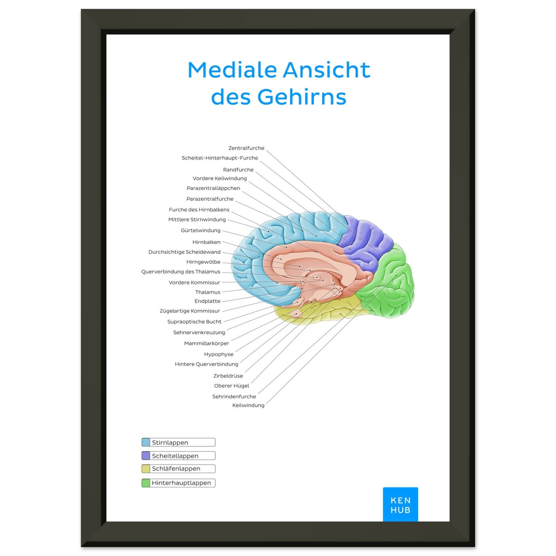 Mediale Ansicht des Gehirns (Deutsch) #poster# by ARTEXPRESSO