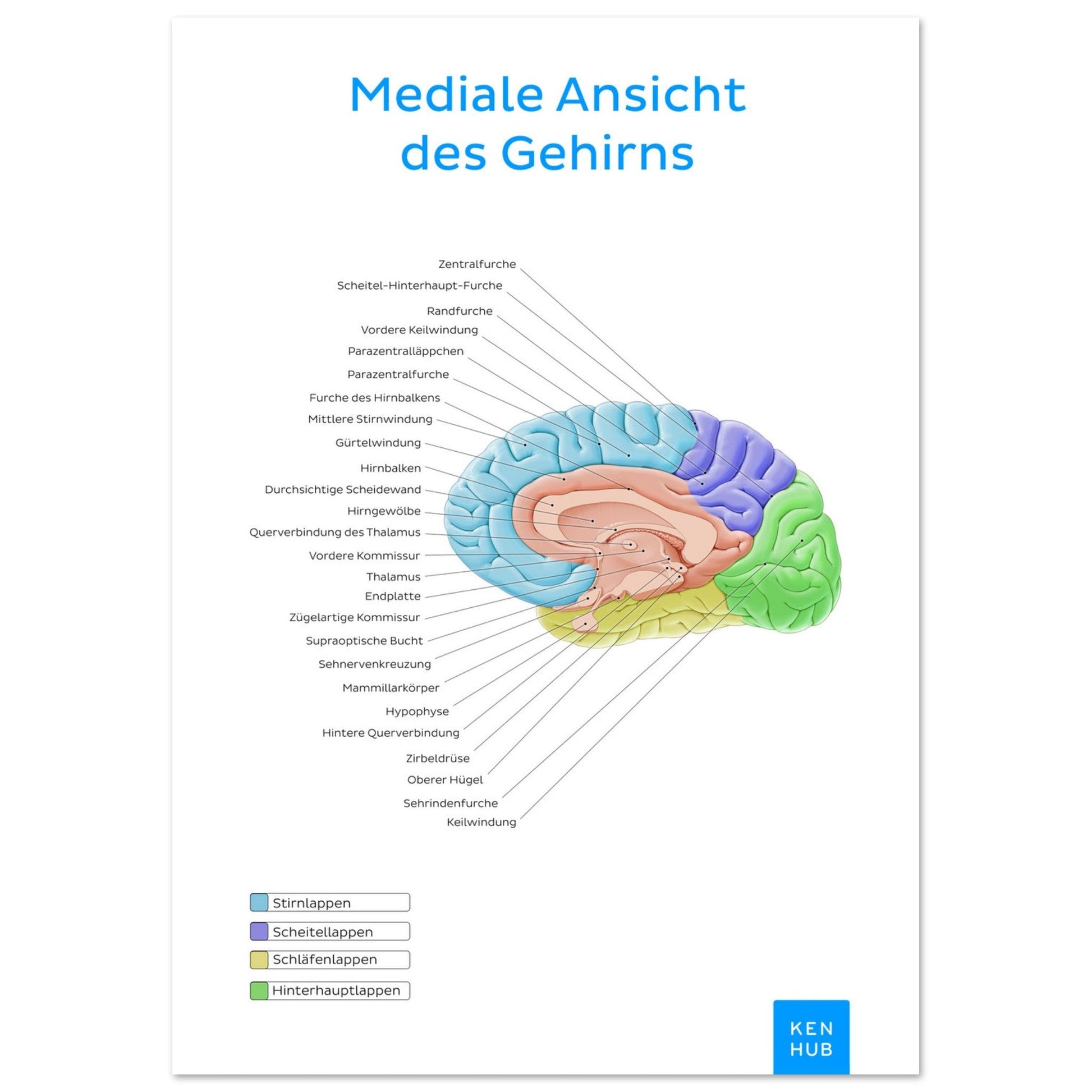 Mediale Ansicht des Gehirns (Deutsch) #poster# by ARTEXPRESSO