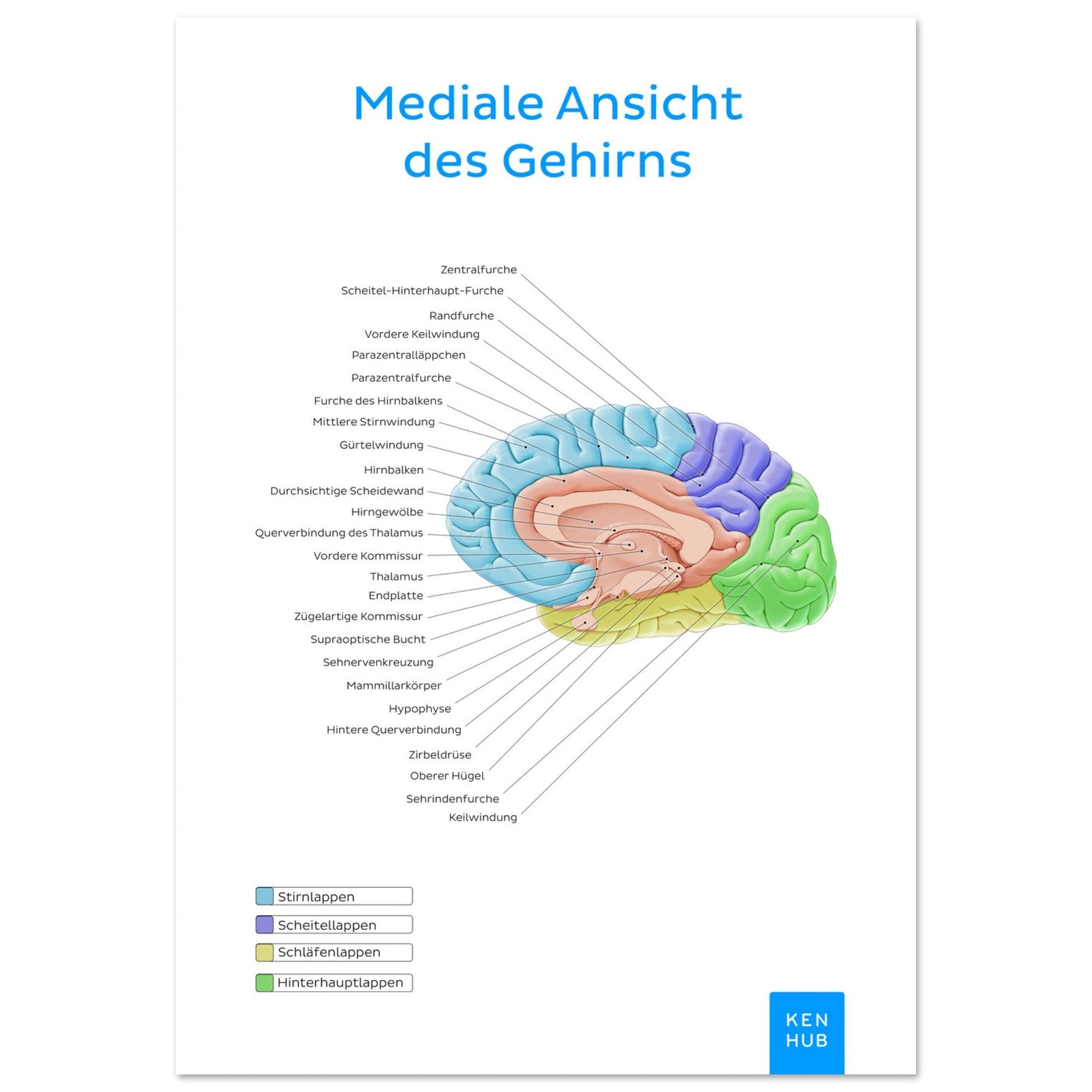 Mediale Ansicht des Gehirns (Deutsch) #poster# by ARTEXPRESSO