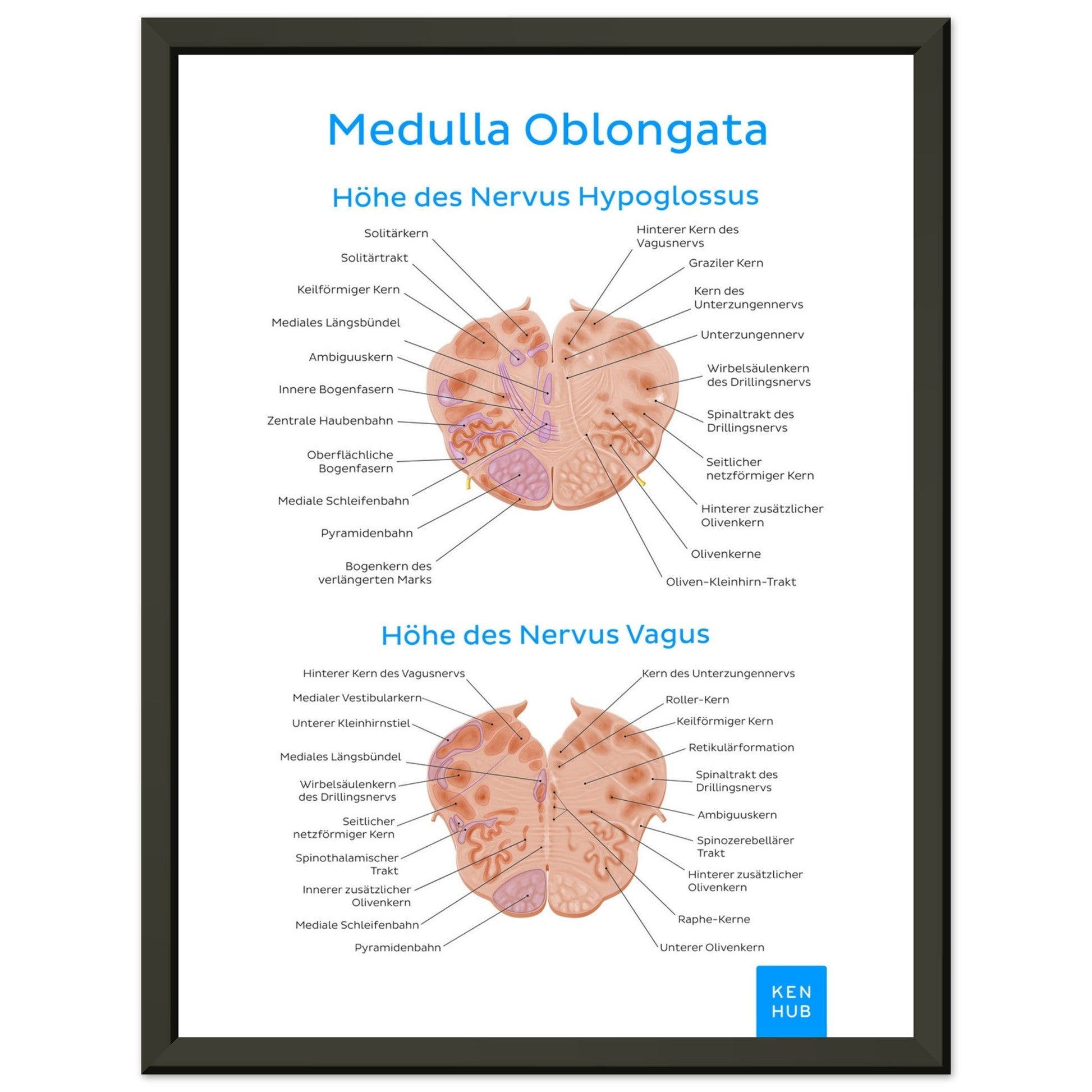 Medulla Oblongata (Deutsch) #poster# by ARTEXPRESSO