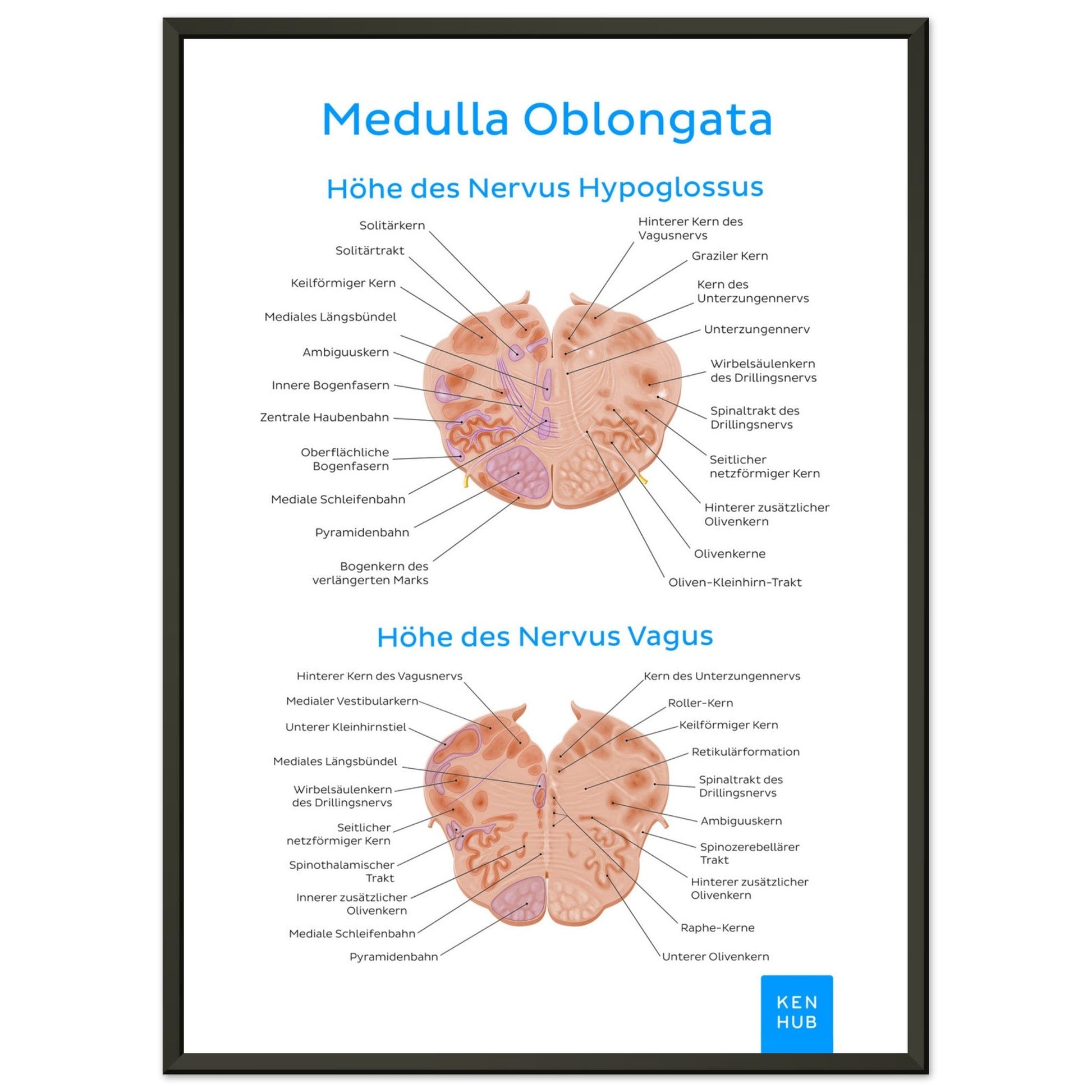 Medulla Oblongata (Deutsch) #poster# by ARTEXPRESSO