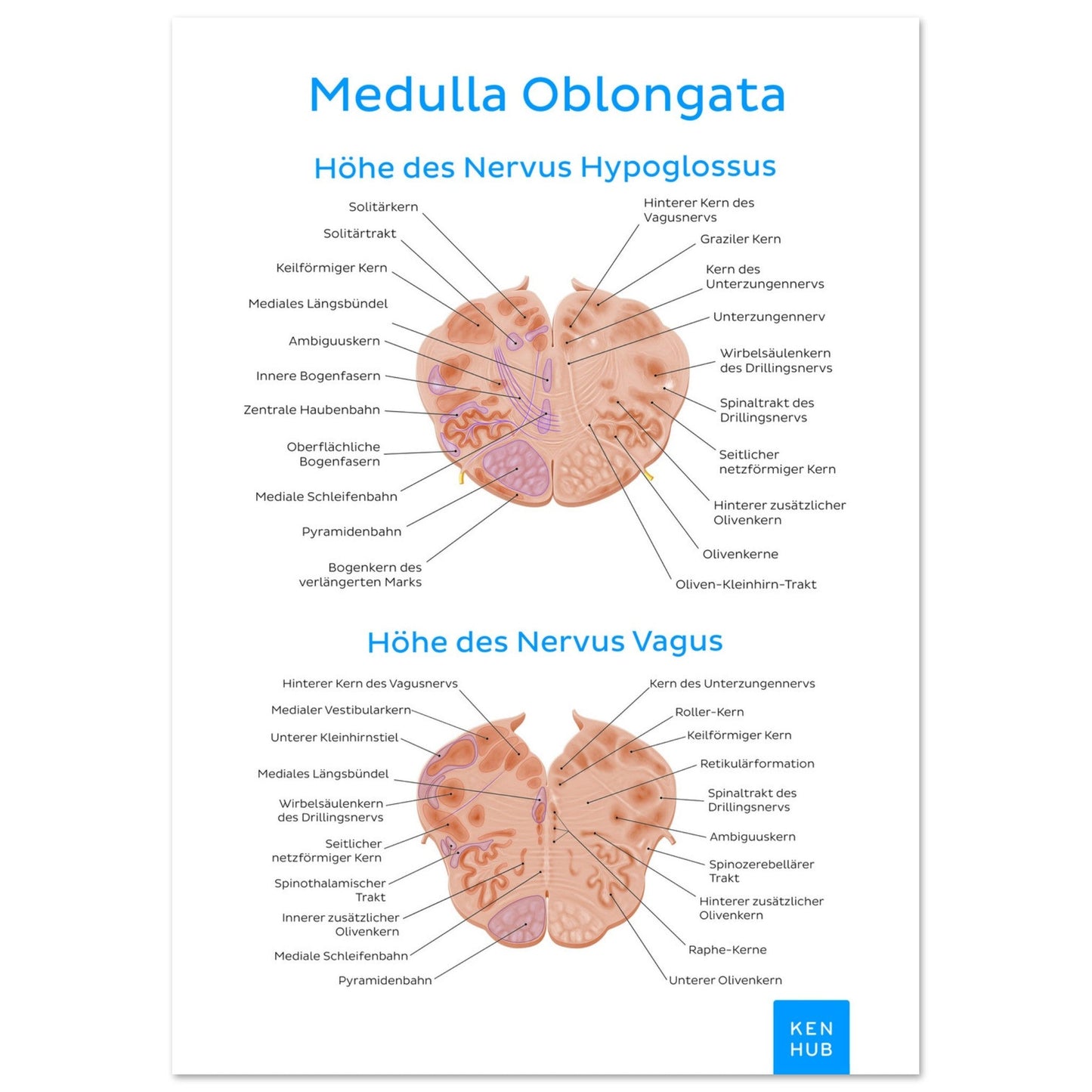 Medulla Oblongata (Deutsch) #poster# by ARTEXPRESSO