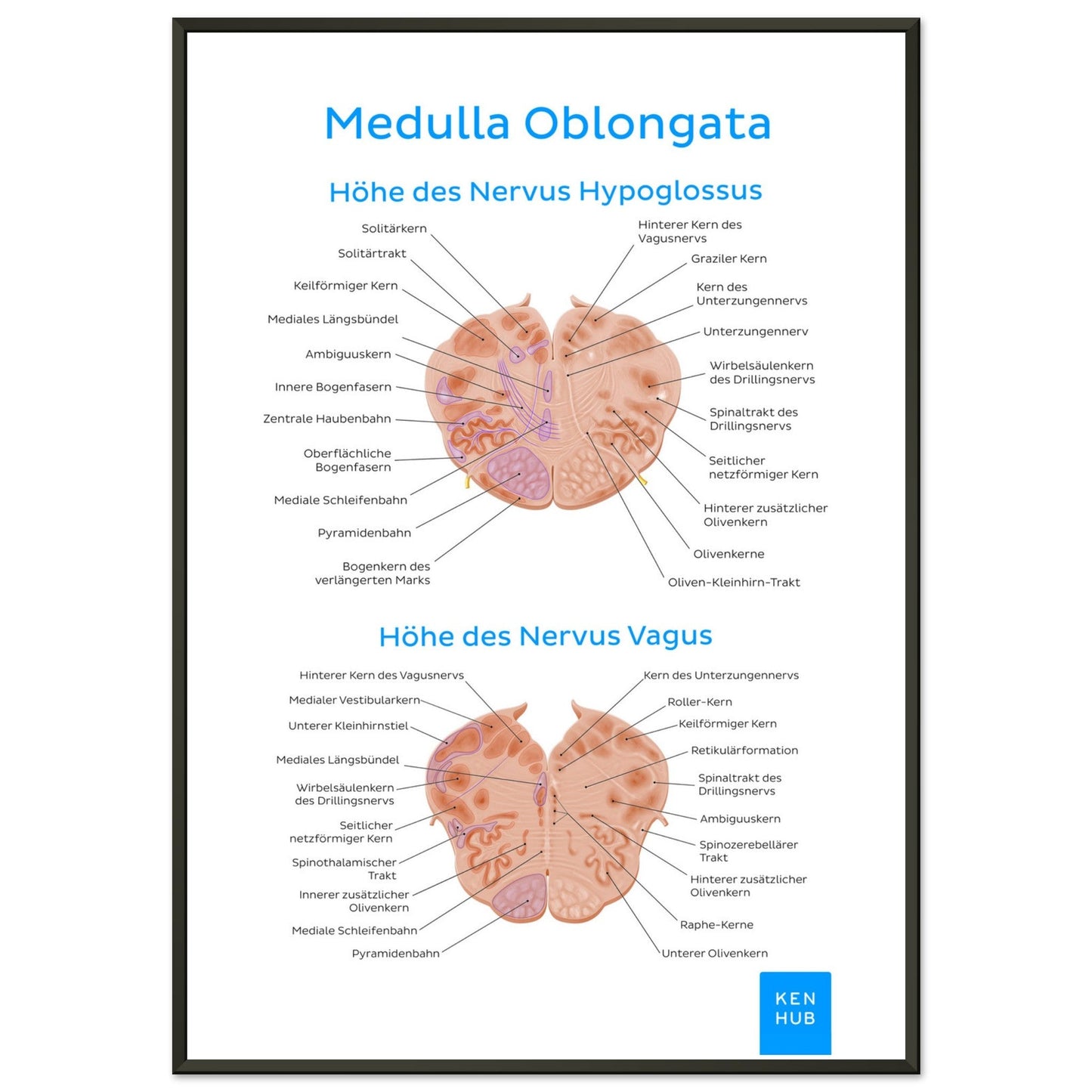 Medulla Oblongata (Deutsch) #poster# by ARTEXPRESSO