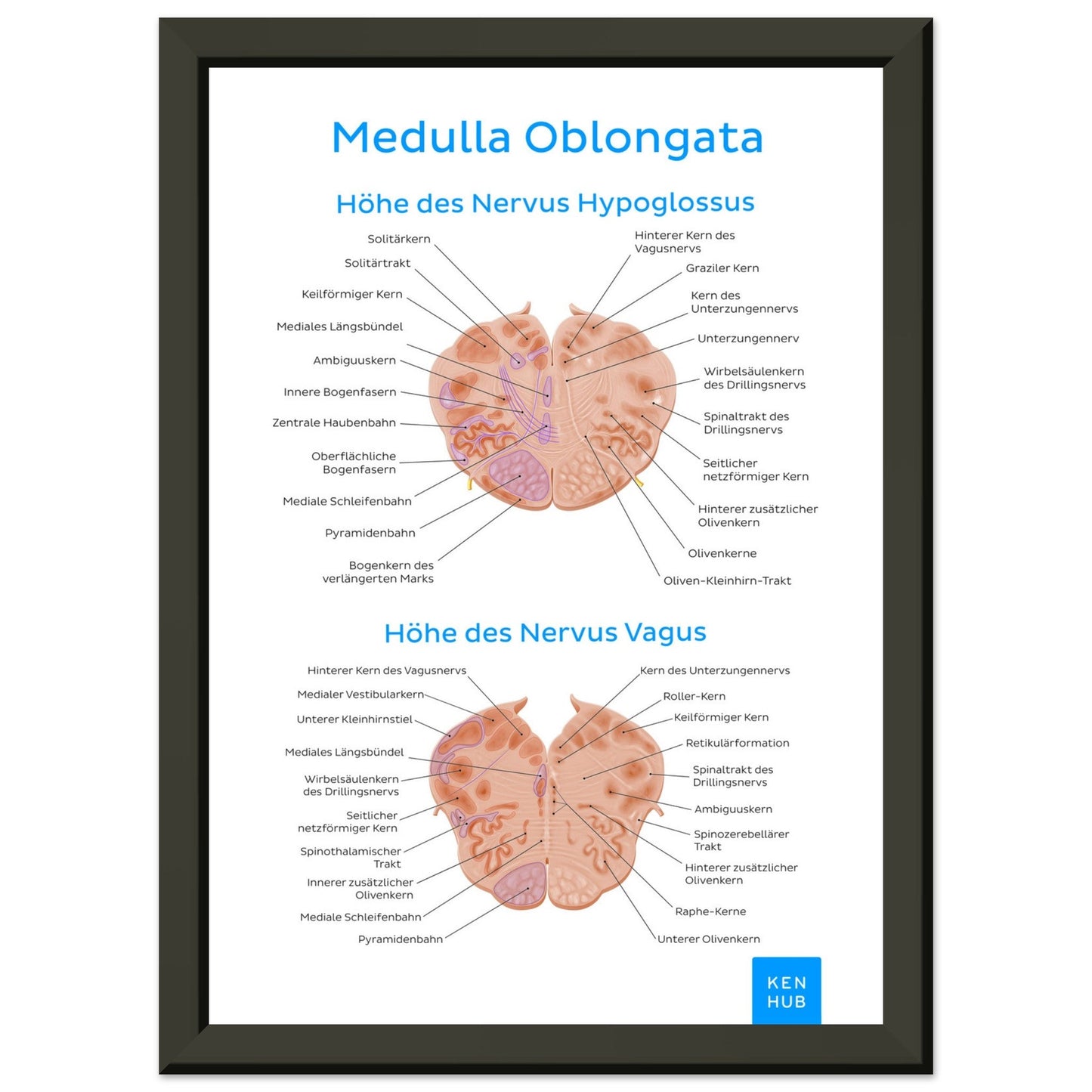 Medulla Oblongata (Deutsch) #poster# by ARTEXPRESSO