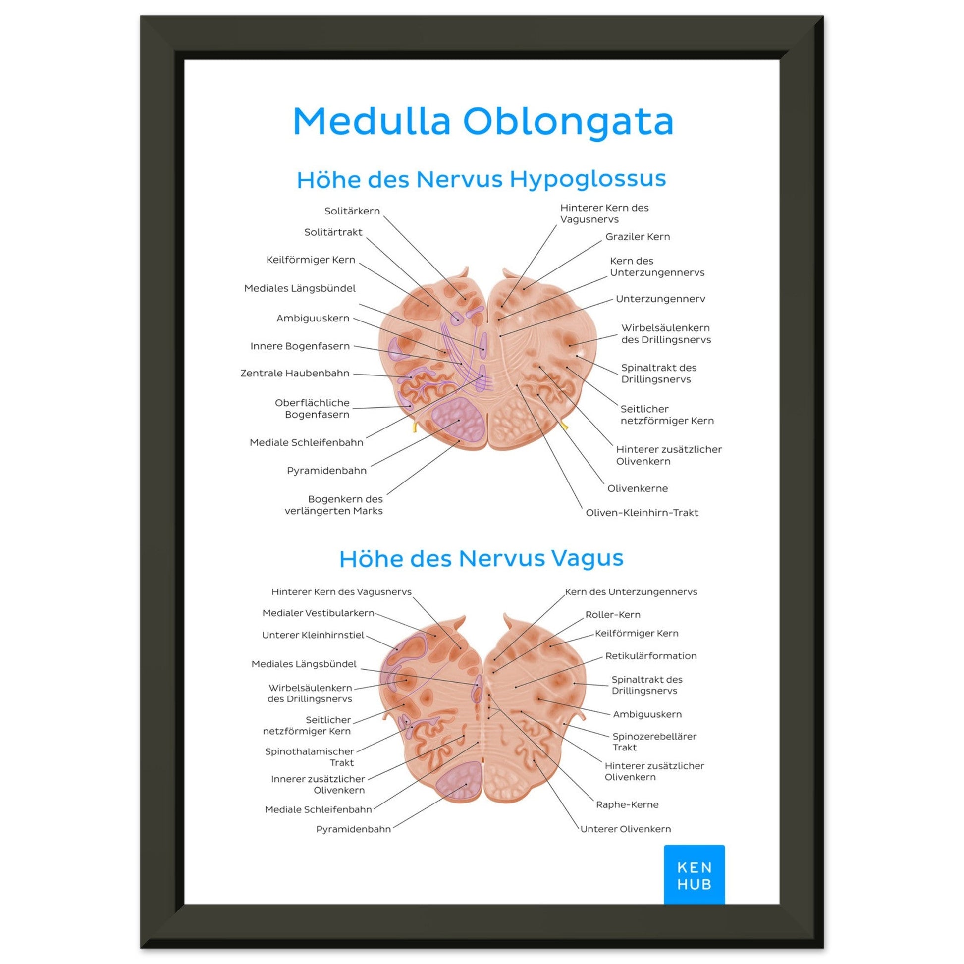 Medulla Oblongata (Deutsch) #poster# by ARTEXPRESSO