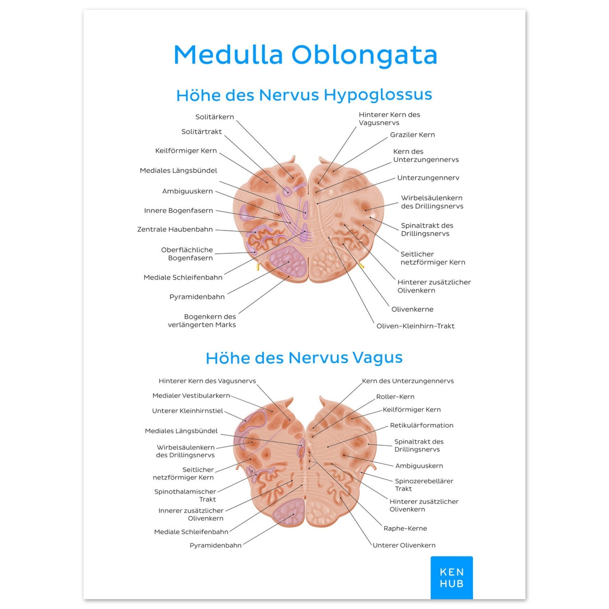 Medulla Oblongata (Deutsch) #poster# by ARTEXPRESSO