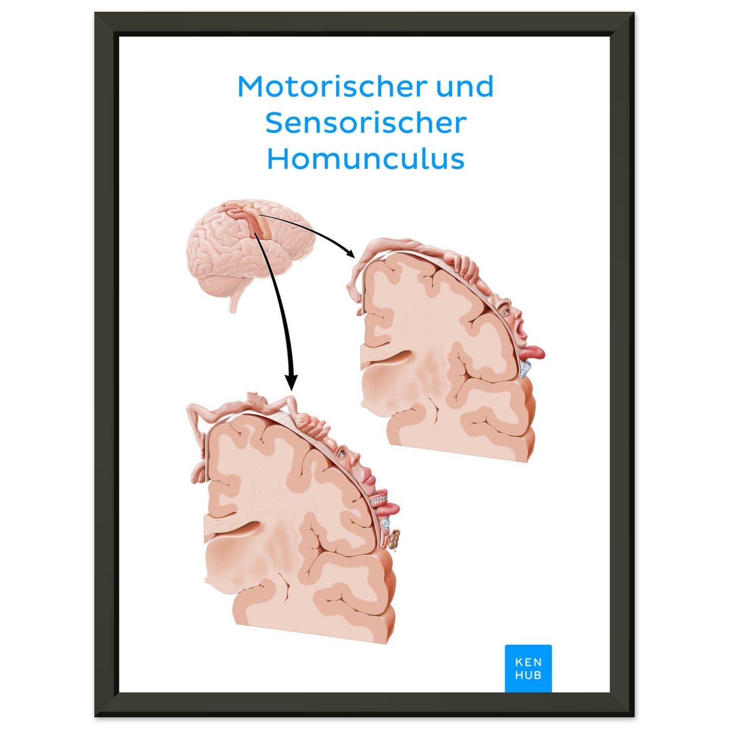 Motorischer und Sensorischer Homunculus #poster# by ARTEXPRESSO