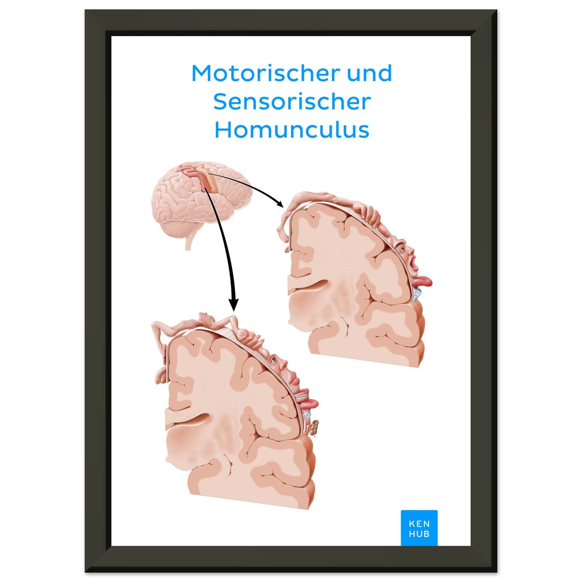 Motorischer und Sensorischer Homunculus #poster# by ARTEXPRESSO