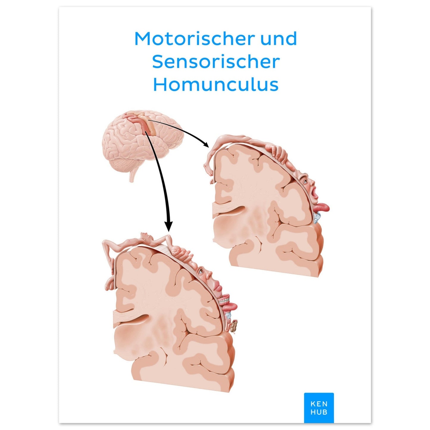 Motorischer und Sensorischer Homunculus #poster# by ARTEXPRESSO