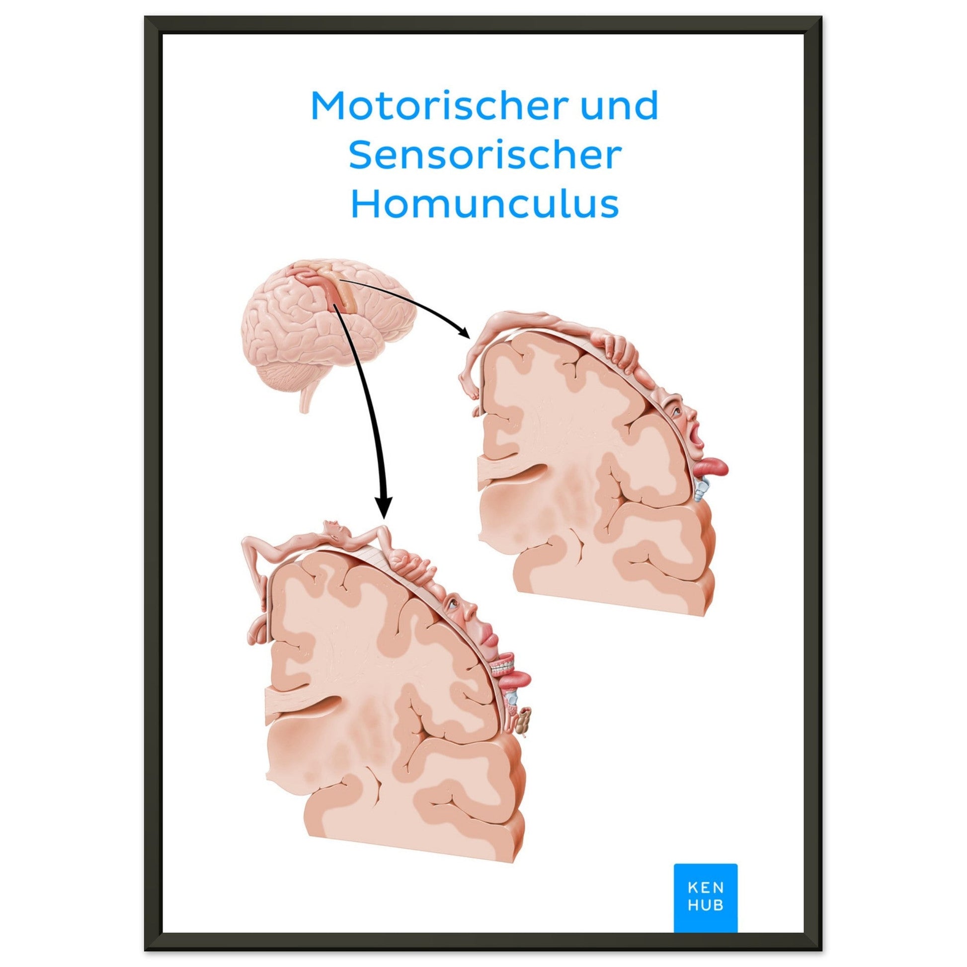 Motorischer und Sensorischer Homunculus #poster# by ARTEXPRESSO