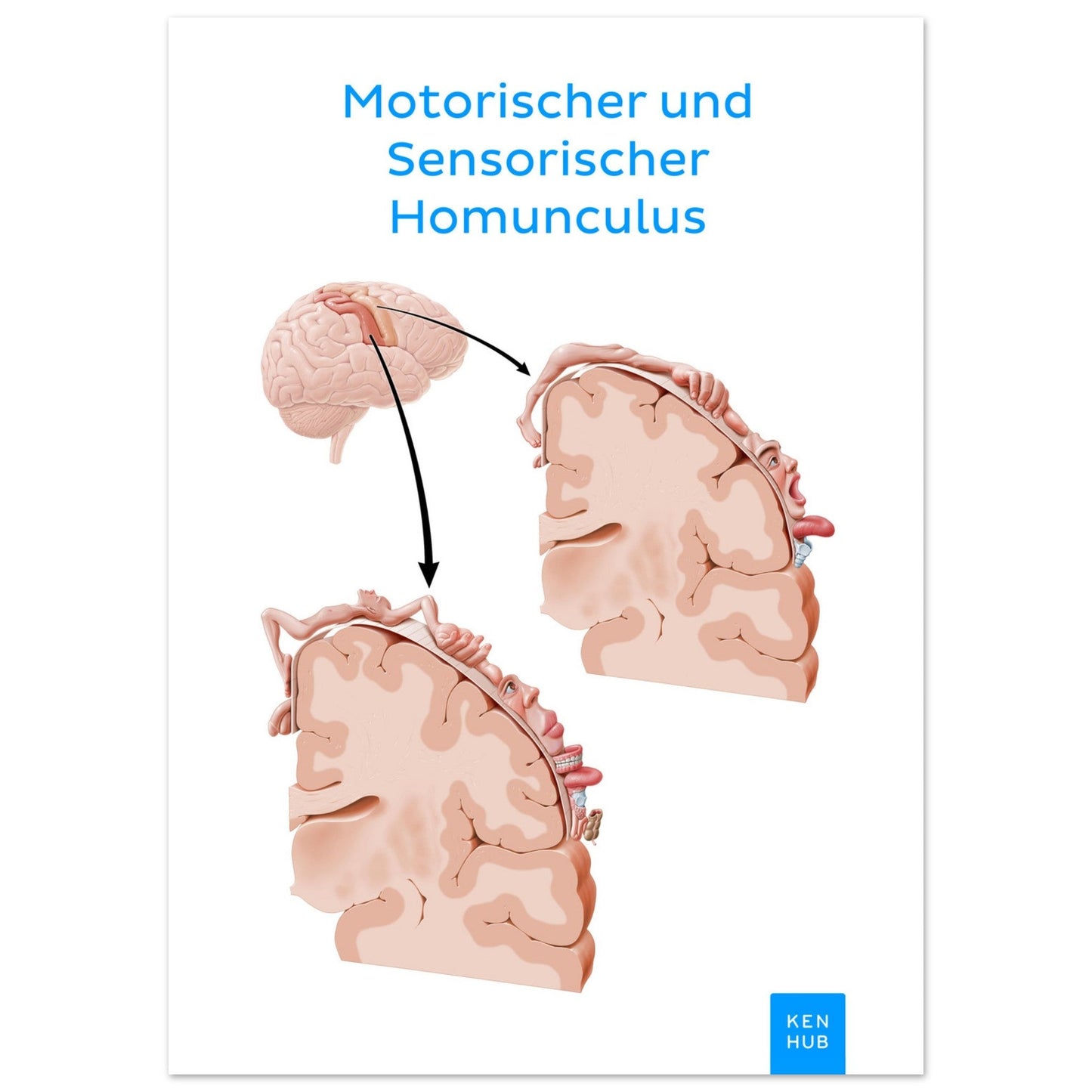 Motorischer und Sensorischer Homunculus #poster# by ARTEXPRESSO