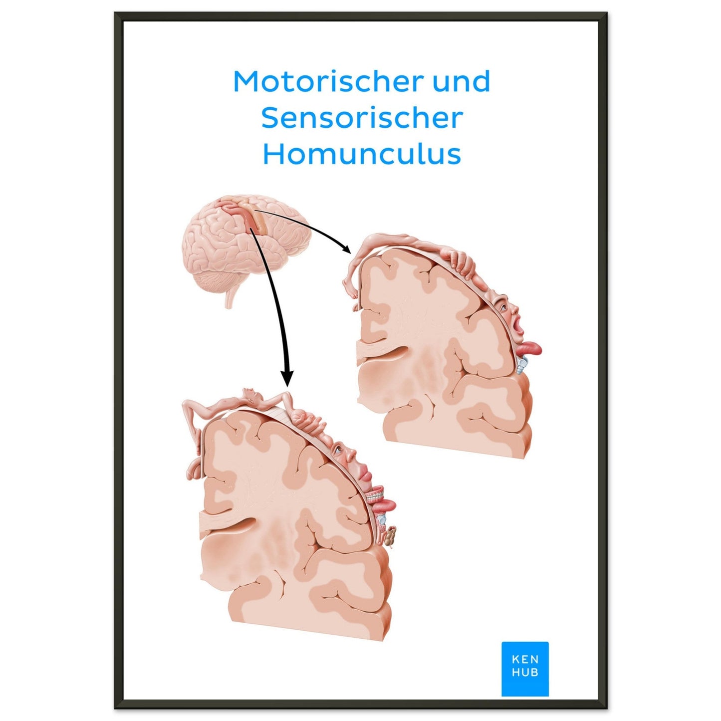 Motorischer und Sensorischer Homunculus #poster# by ARTEXPRESSO