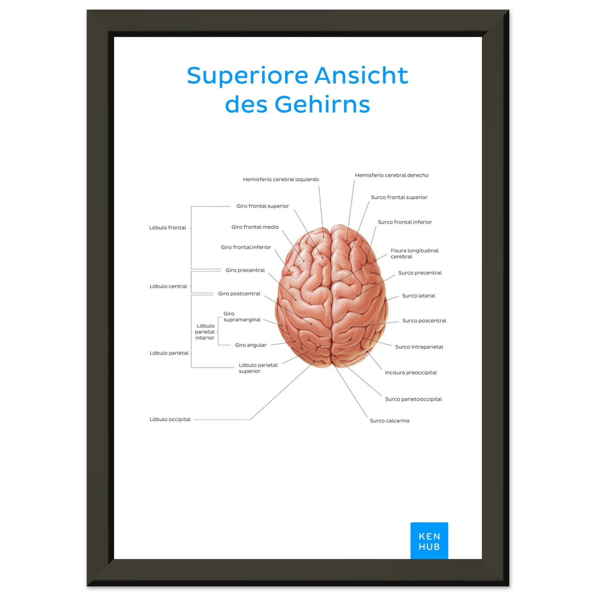 Superiore Ansicht des Gehirns (Deutsch) #poster# by ARTEXPRESSO