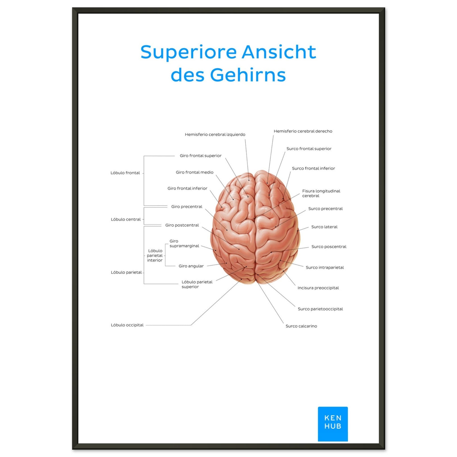 Superiore Ansicht des Gehirns (Deutsch) #poster# by ARTEXPRESSO