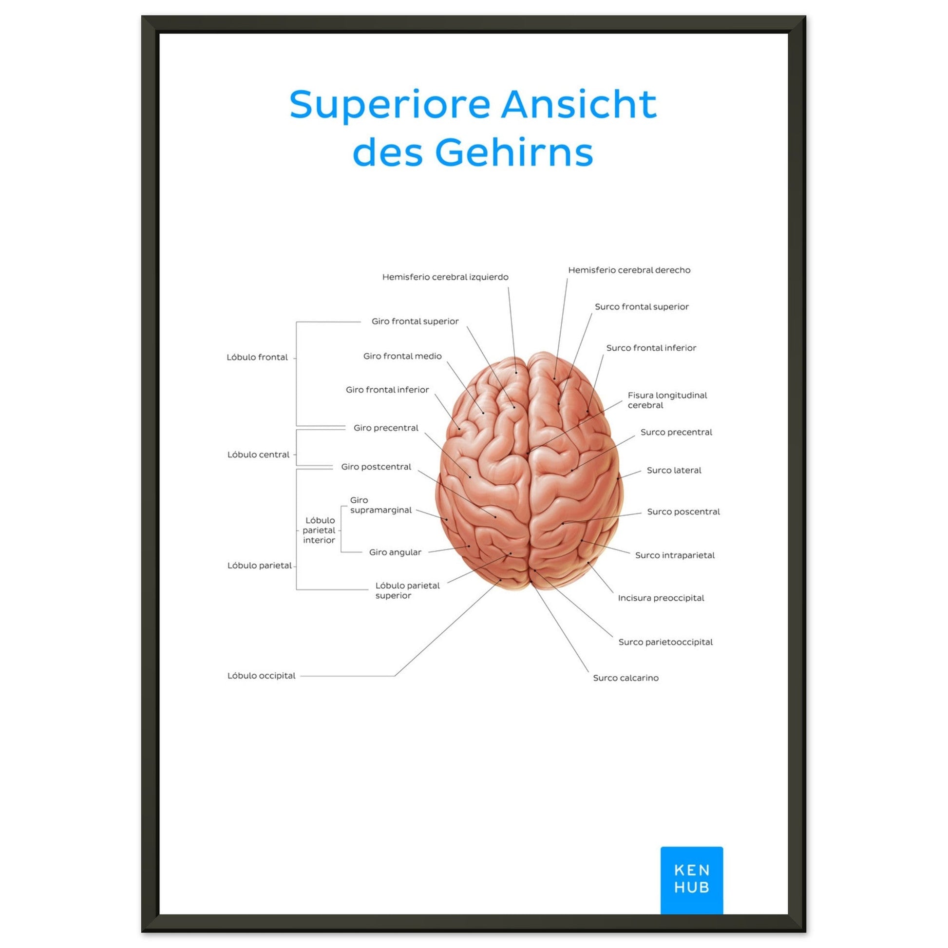 Superiore Ansicht des Gehirns (Deutsch) #poster# by ARTEXPRESSO