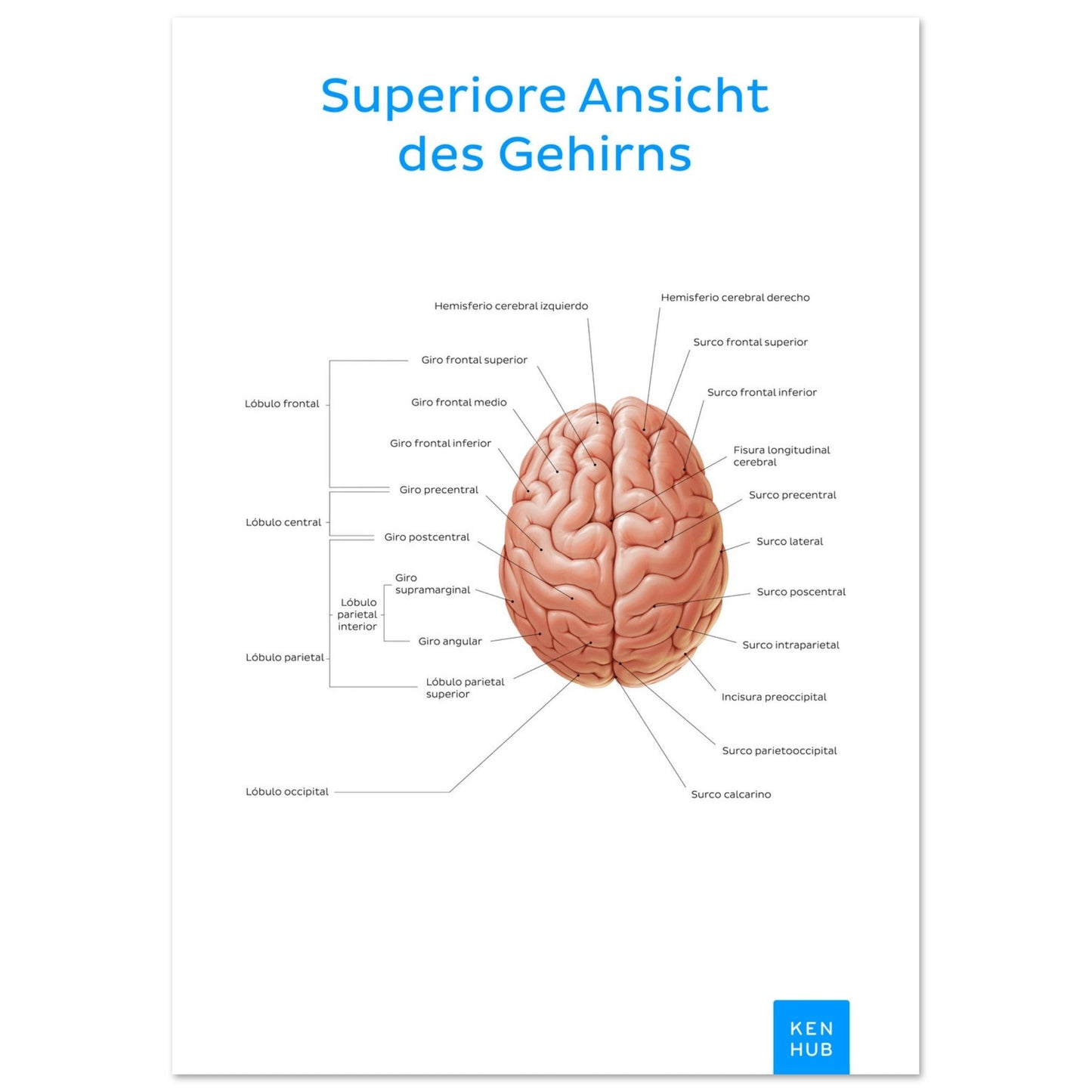 Superiore Ansicht des Gehirns (Deutsch) #poster# by ARTEXPRESSO